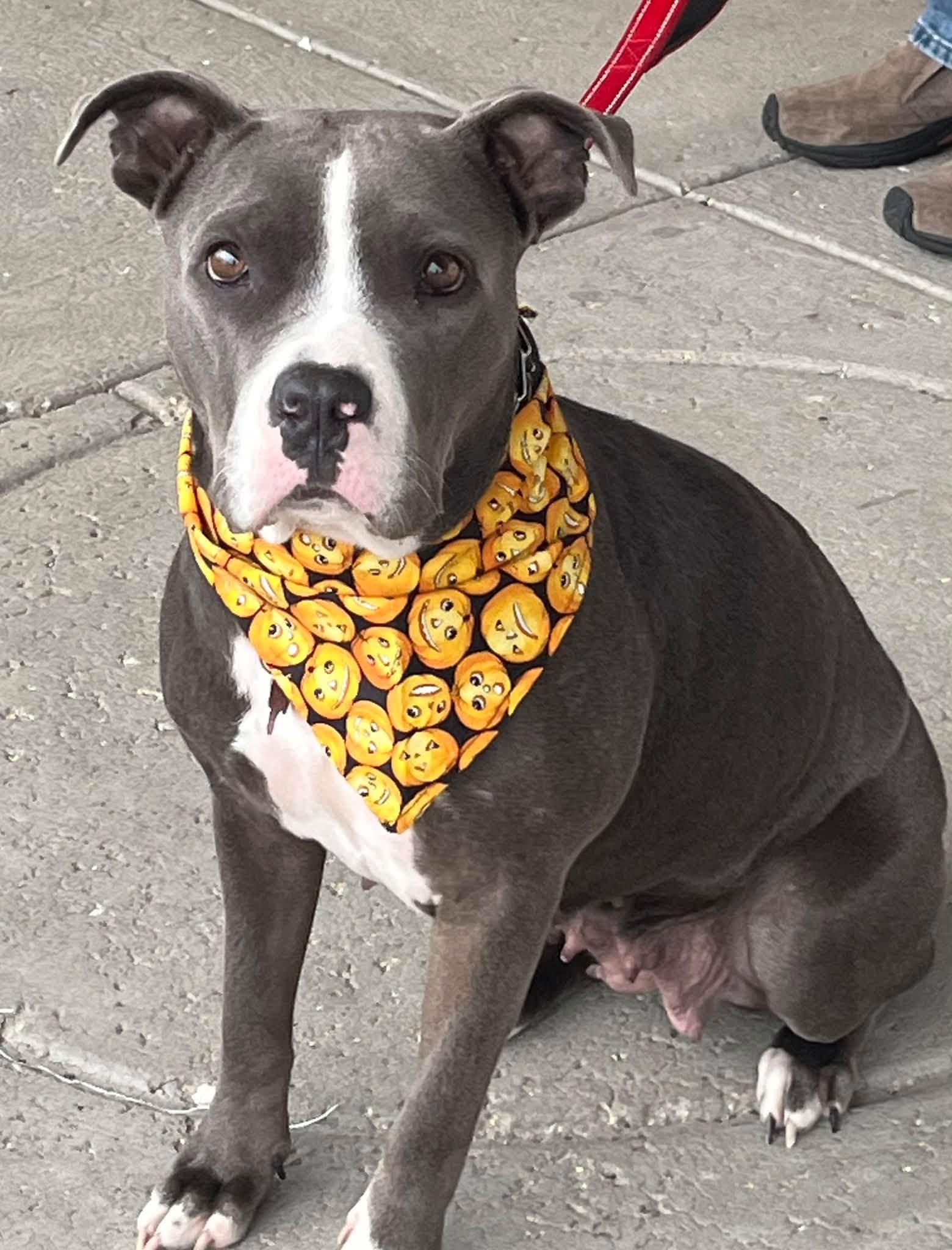 Princess, Adoptable, Adult Female Terrier.