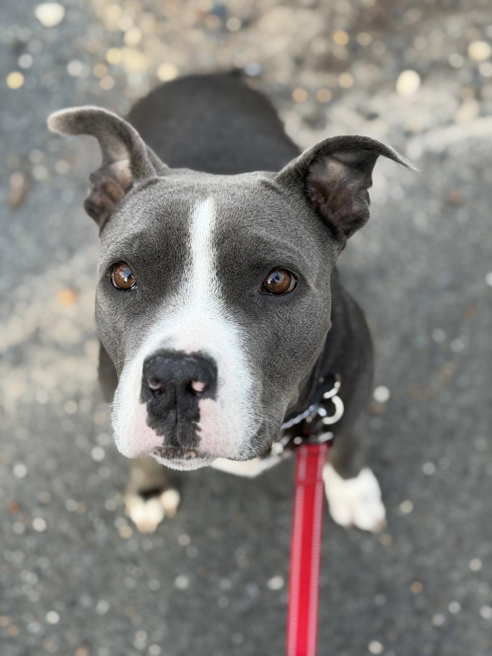 Enlarge Princess, a Adoptable Terrier in Blackwood, NJ image 1/3