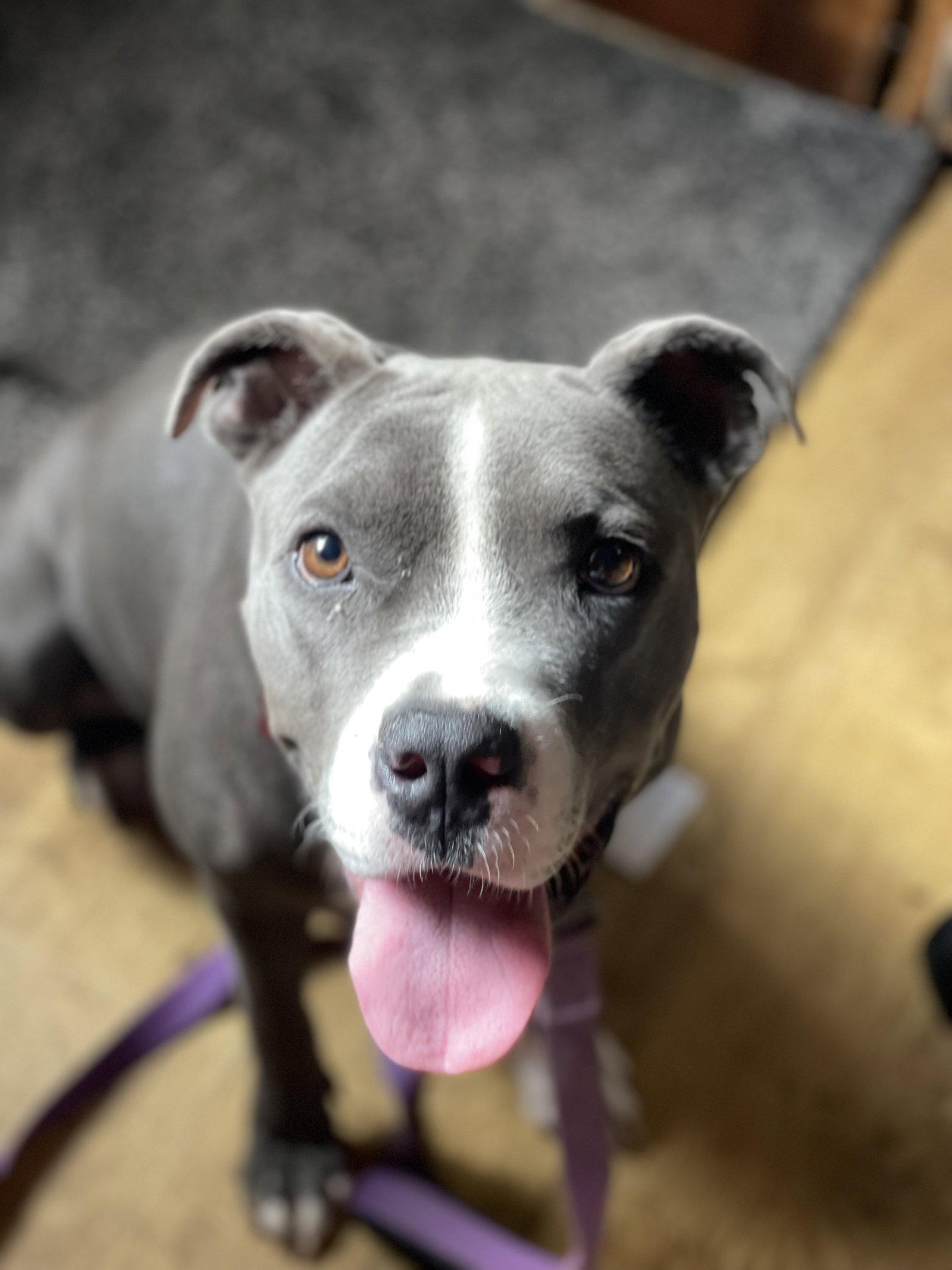 Enlarge Princess, a Adoptable Terrier in Blackwood, NJ image 2/3