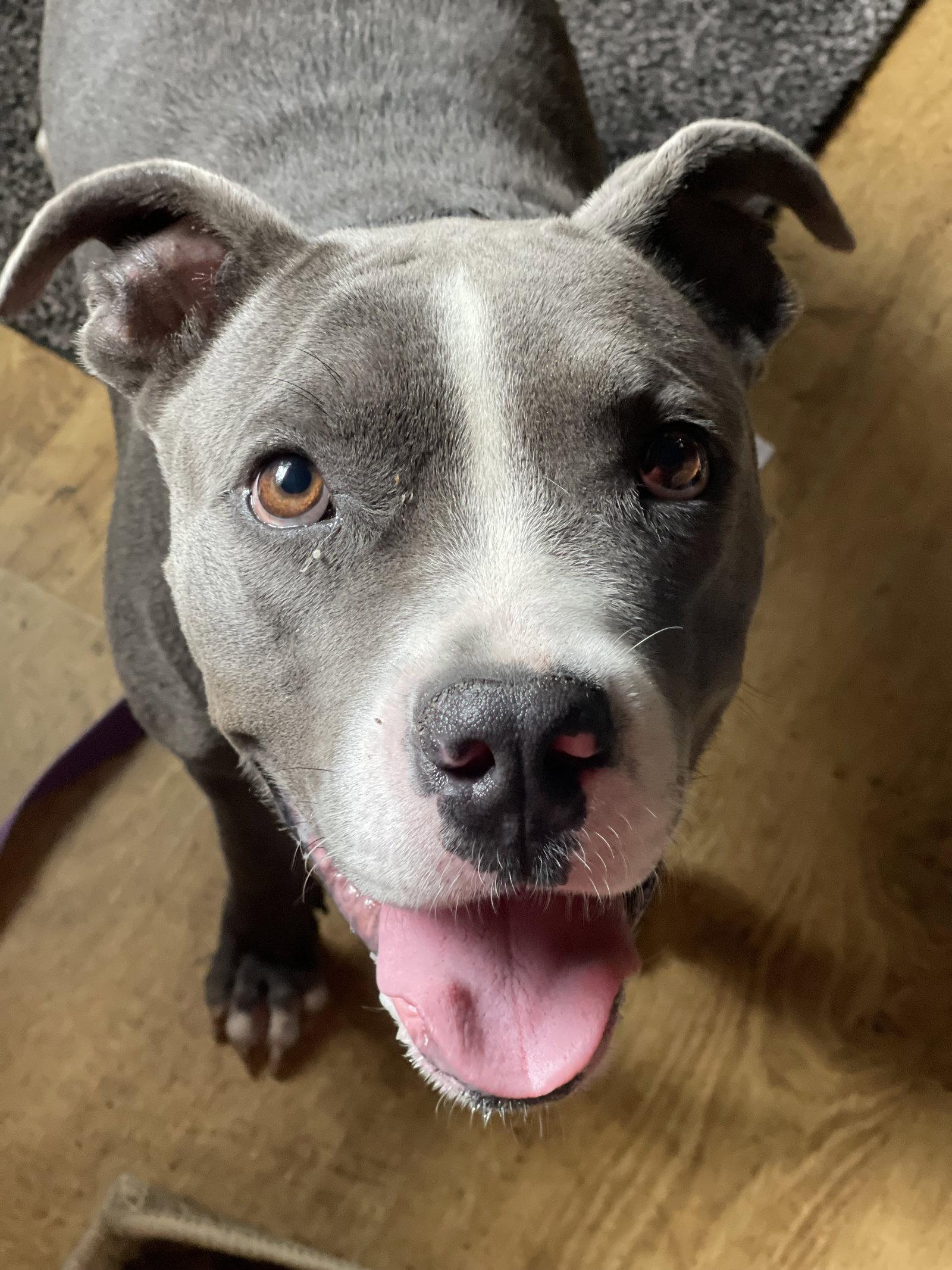Enlarge Princess, a Adoptable Terrier in Blackwood, NJ image 3/3