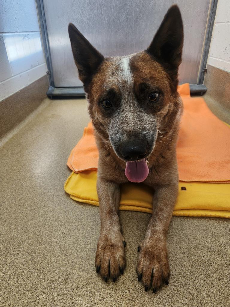 Enlarge Ausshi, a Adoptable Cattle Dog in Grand Forks, ND image 1/1