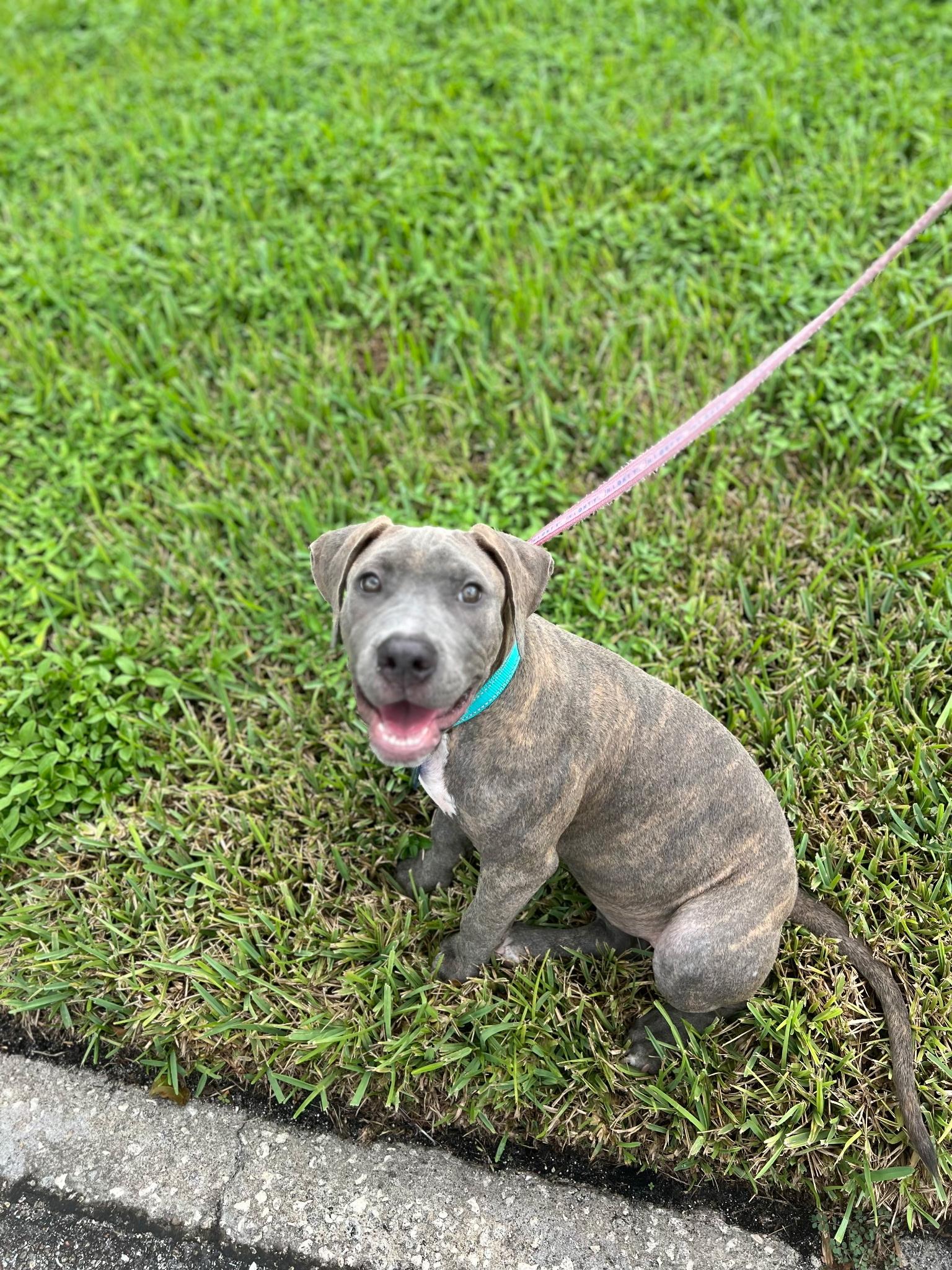 Enlarge Quartz, a Adoptable mixed breed in Lake Worth, FL image 2/5
