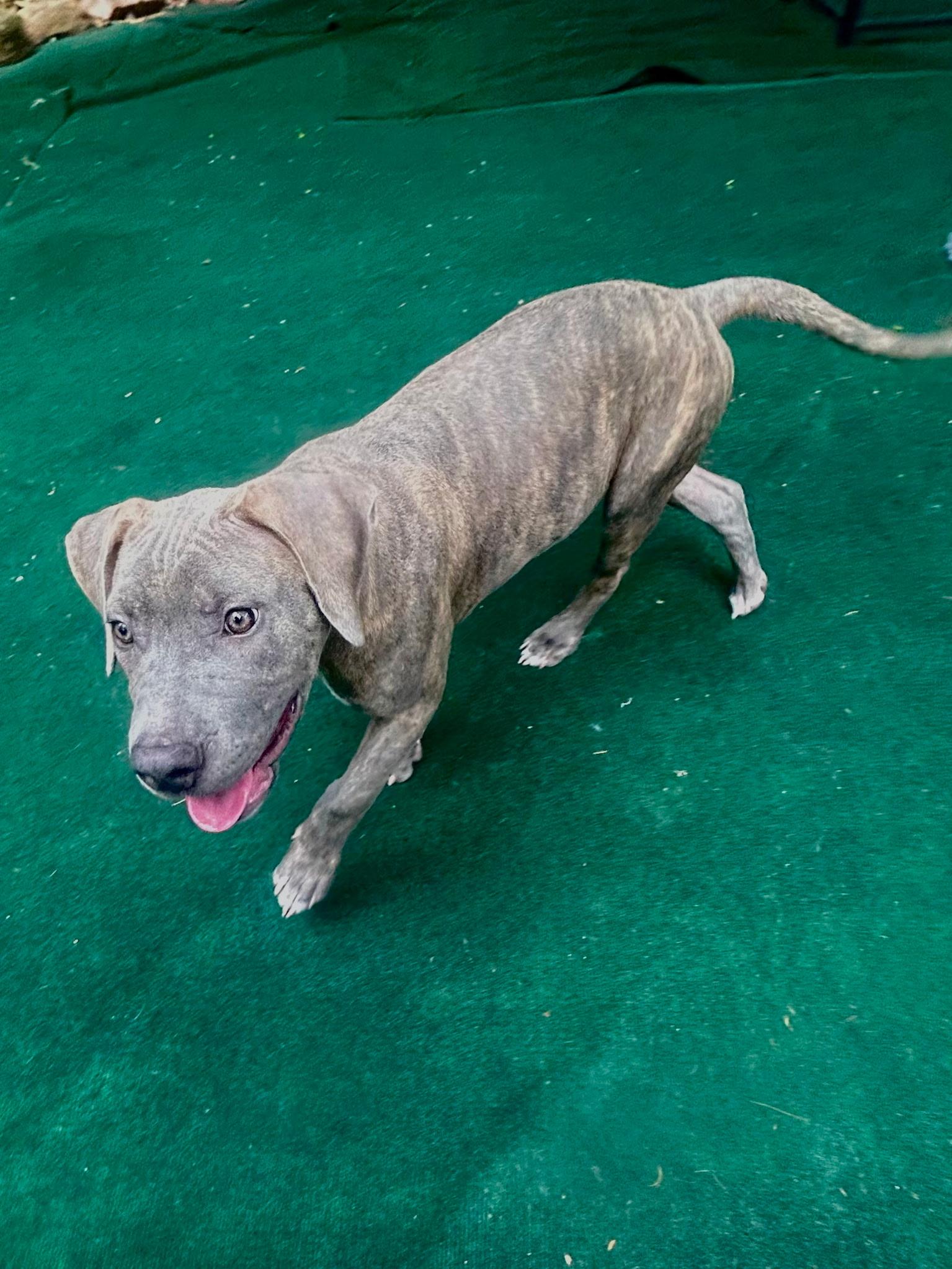 Enlarge Quartz, a Adoptable mixed breed in Lake Worth, FL image 5/5