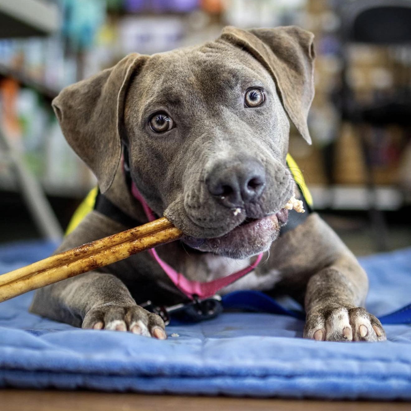 Quartz, Adopted, Puppy Female Pit Bull Terrier.