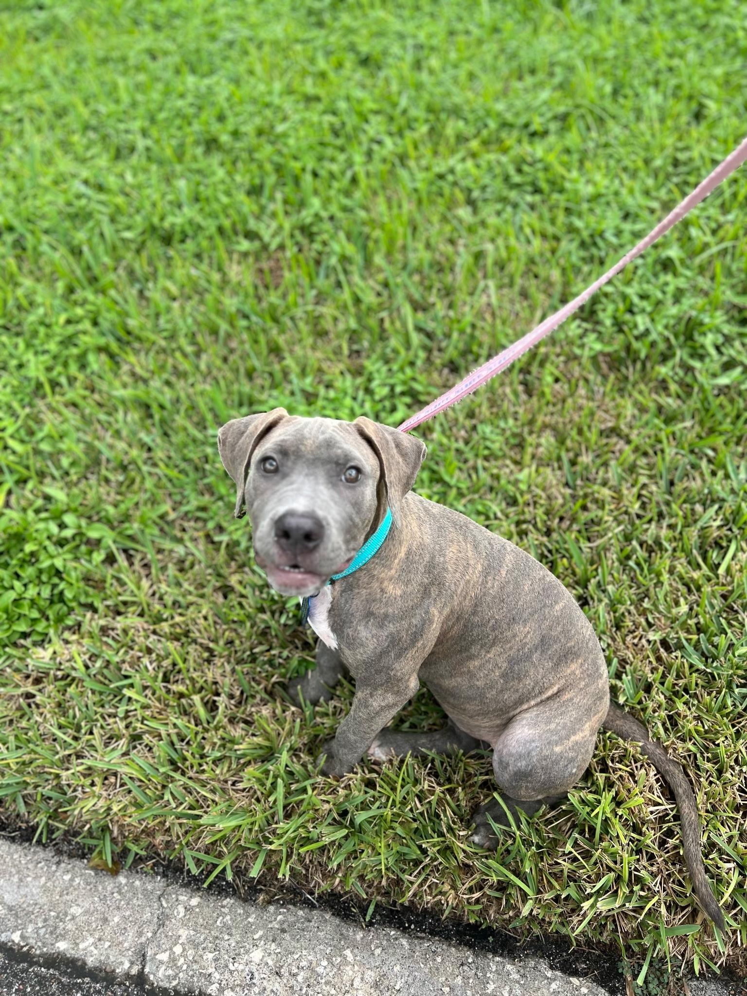Enlarge Quartz, a Adoptable mixed breed in Lake Worth, FL image 3/5