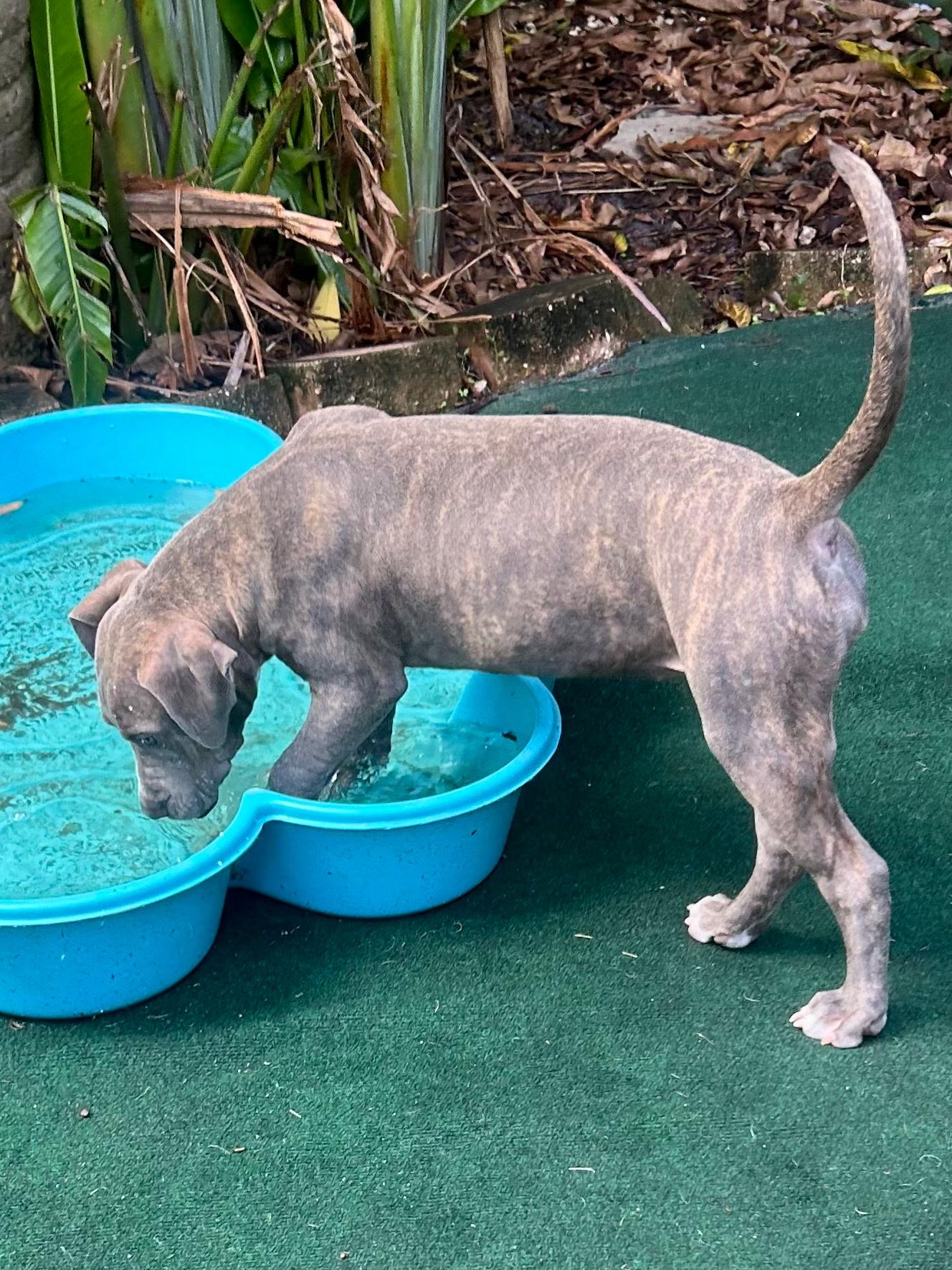 Enlarge Quartz, a Adoptable mixed breed in Lake Worth, FL image 4/5