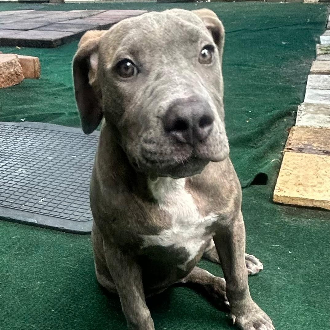 Quartz, Adoptable, Puppy Female Pit Bull Terrier.