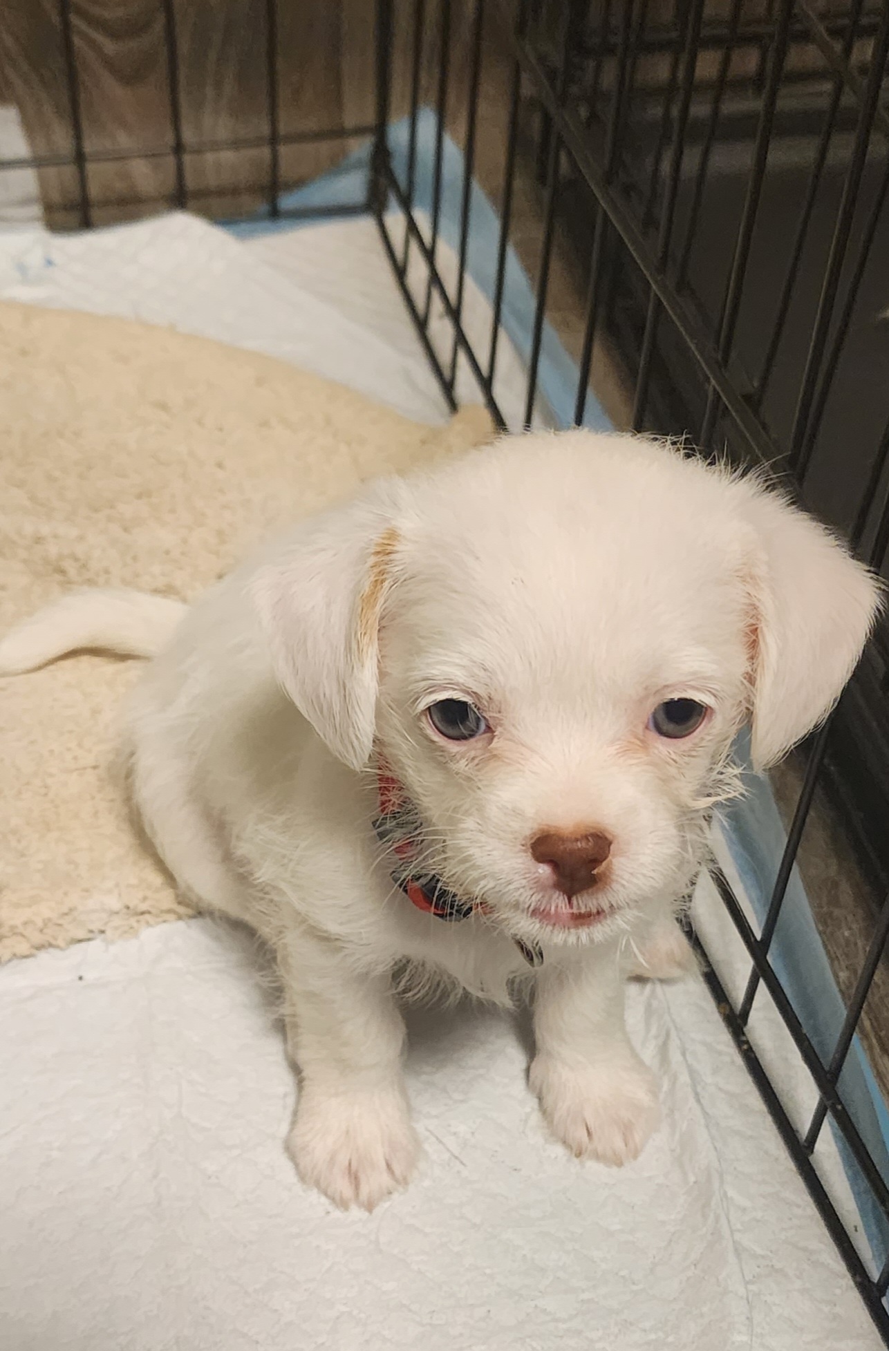 Ivory, Adopted, Puppy Female Chihuahua.