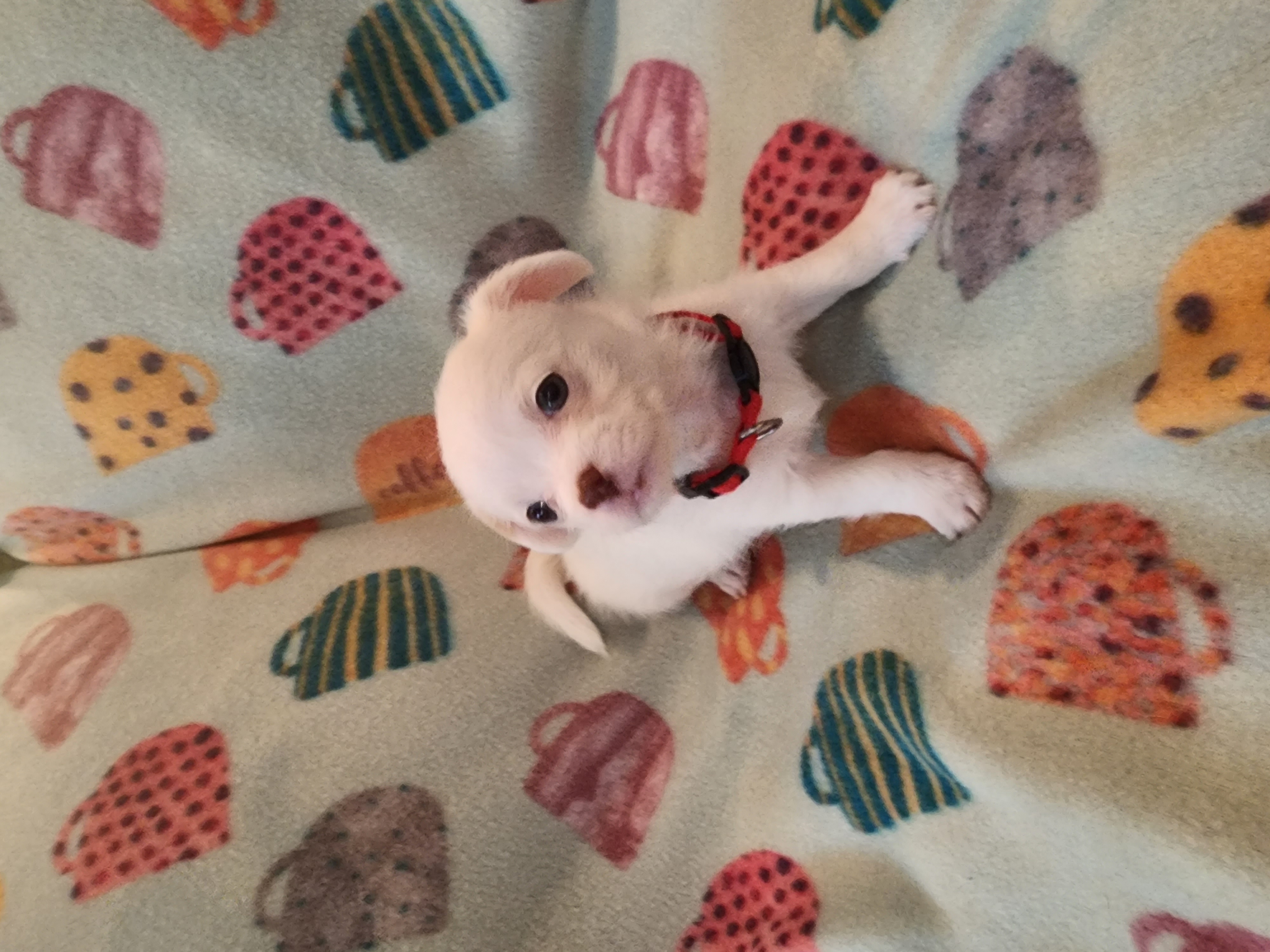 Enlarge Ivory, a Adopted mixed breed in Powder Springs, GA image 2/2