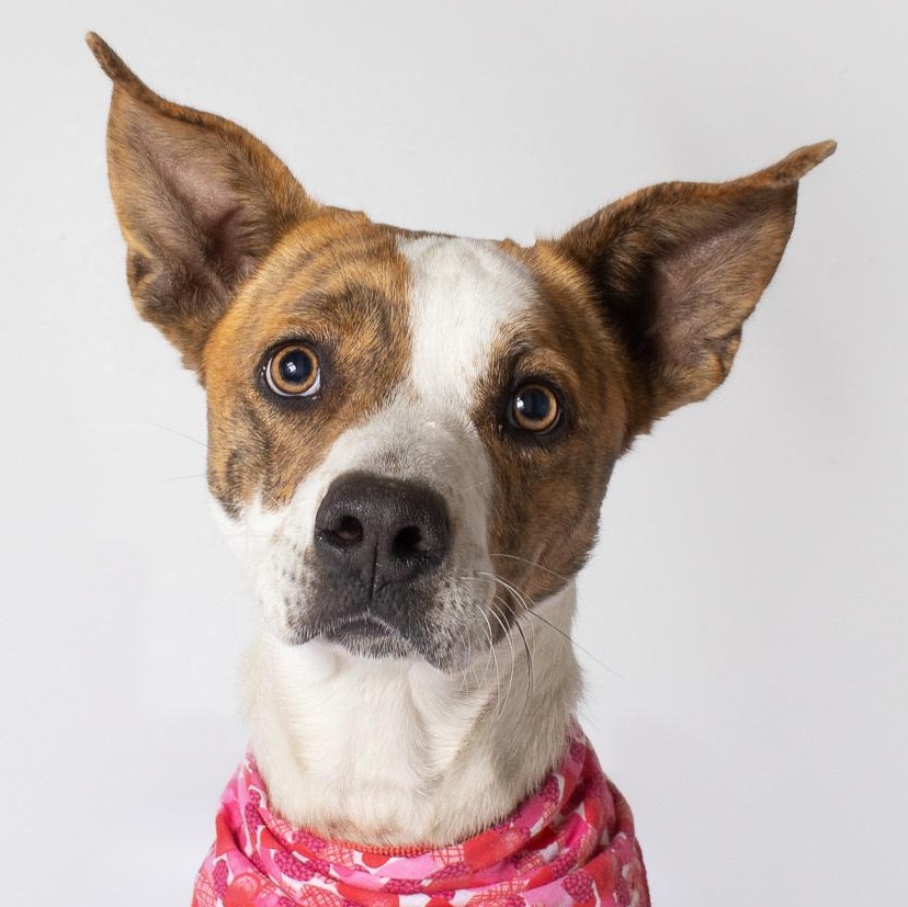 Enlarge Delta- NAME YOUR OWN ADOPTION FEE!, a Adoptable mixed breed in Jefferson, WI image 2/6