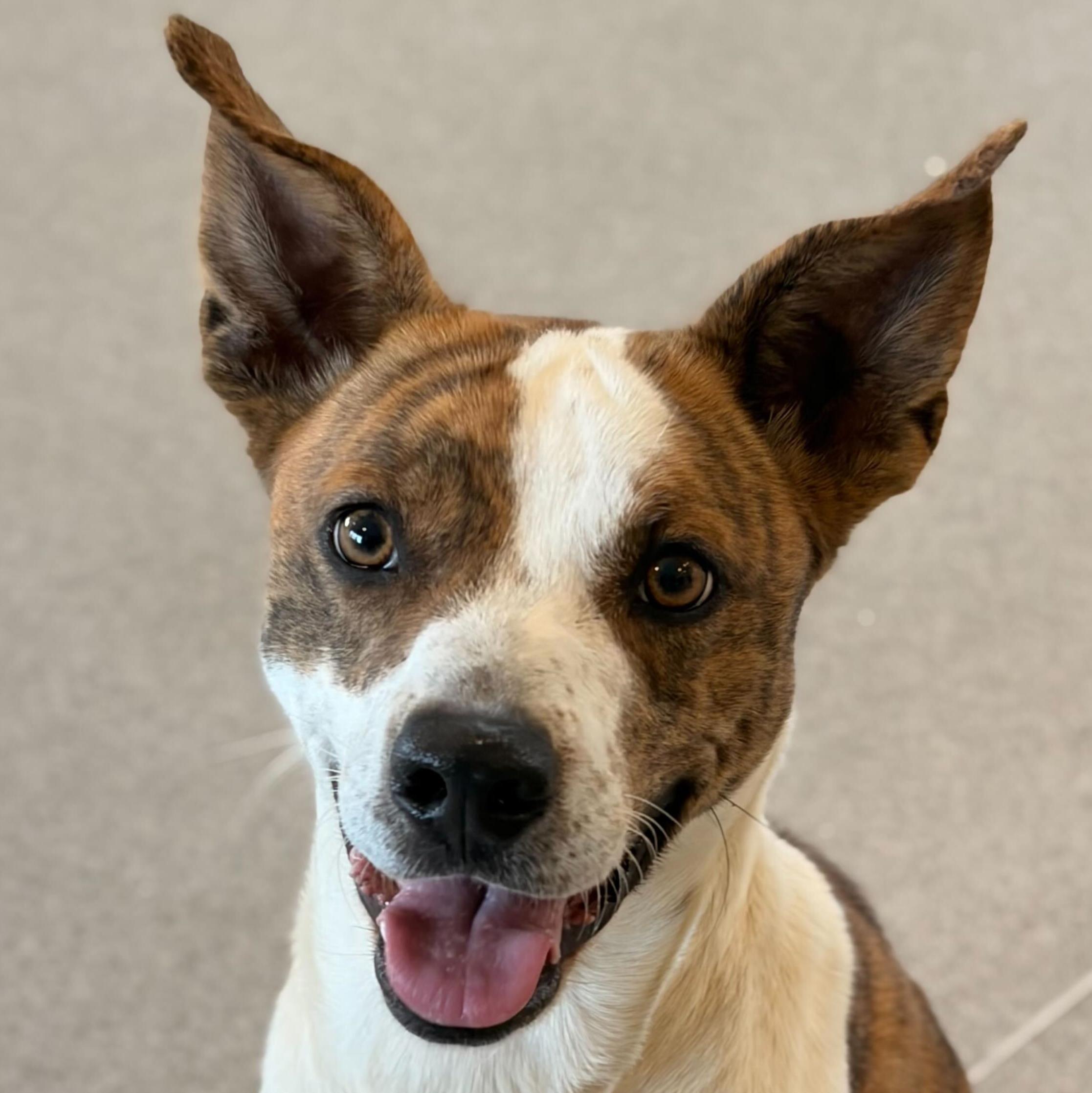 Enlarge Delta- NAME YOUR OWN ADOPTION FEE!, a Adoptable mixed breed in Jefferson, WI image 3/6
