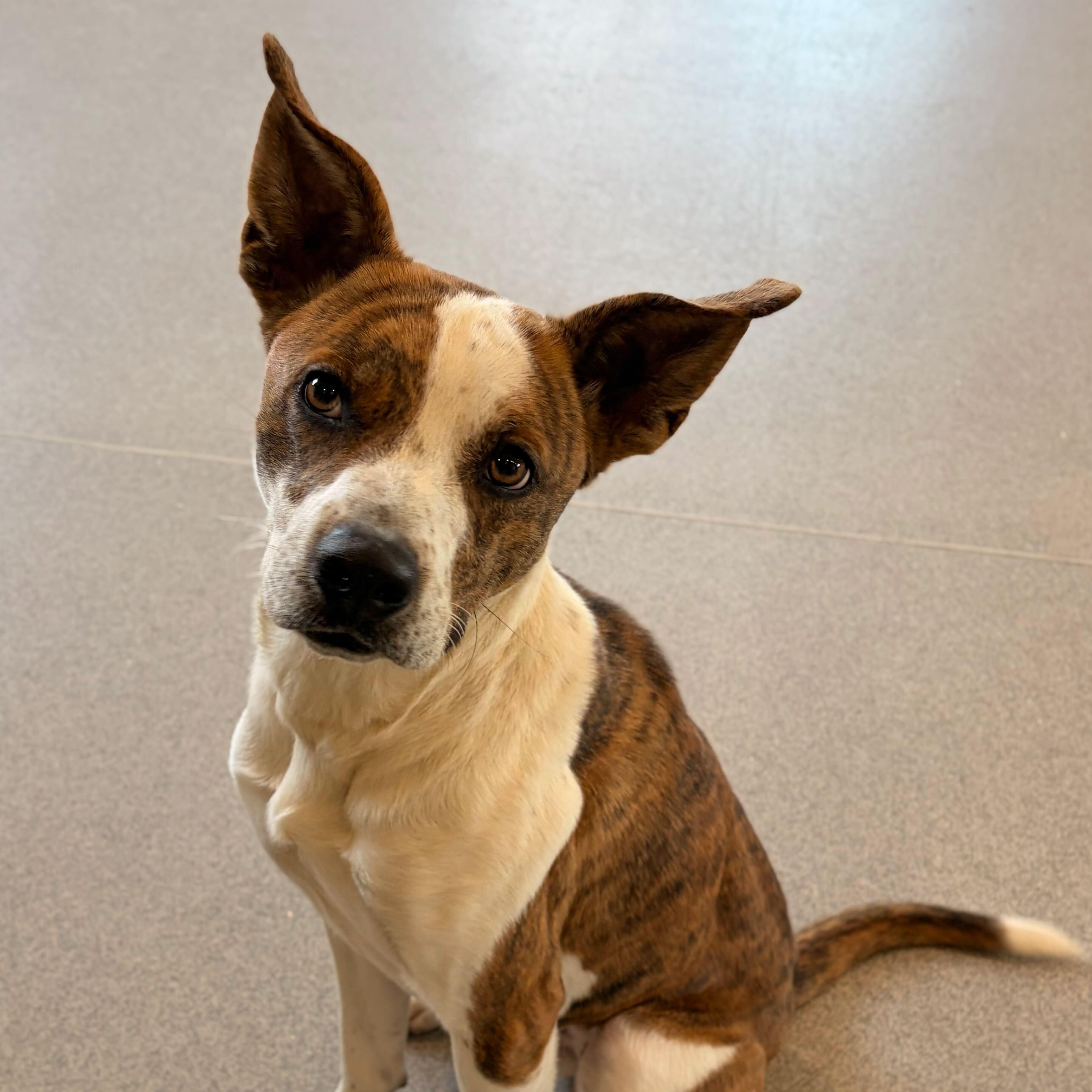 Enlarge Delta- NAME YOUR OWN ADOPTION FEE!, a Adoptable mixed breed in Jefferson, WI image 6/6