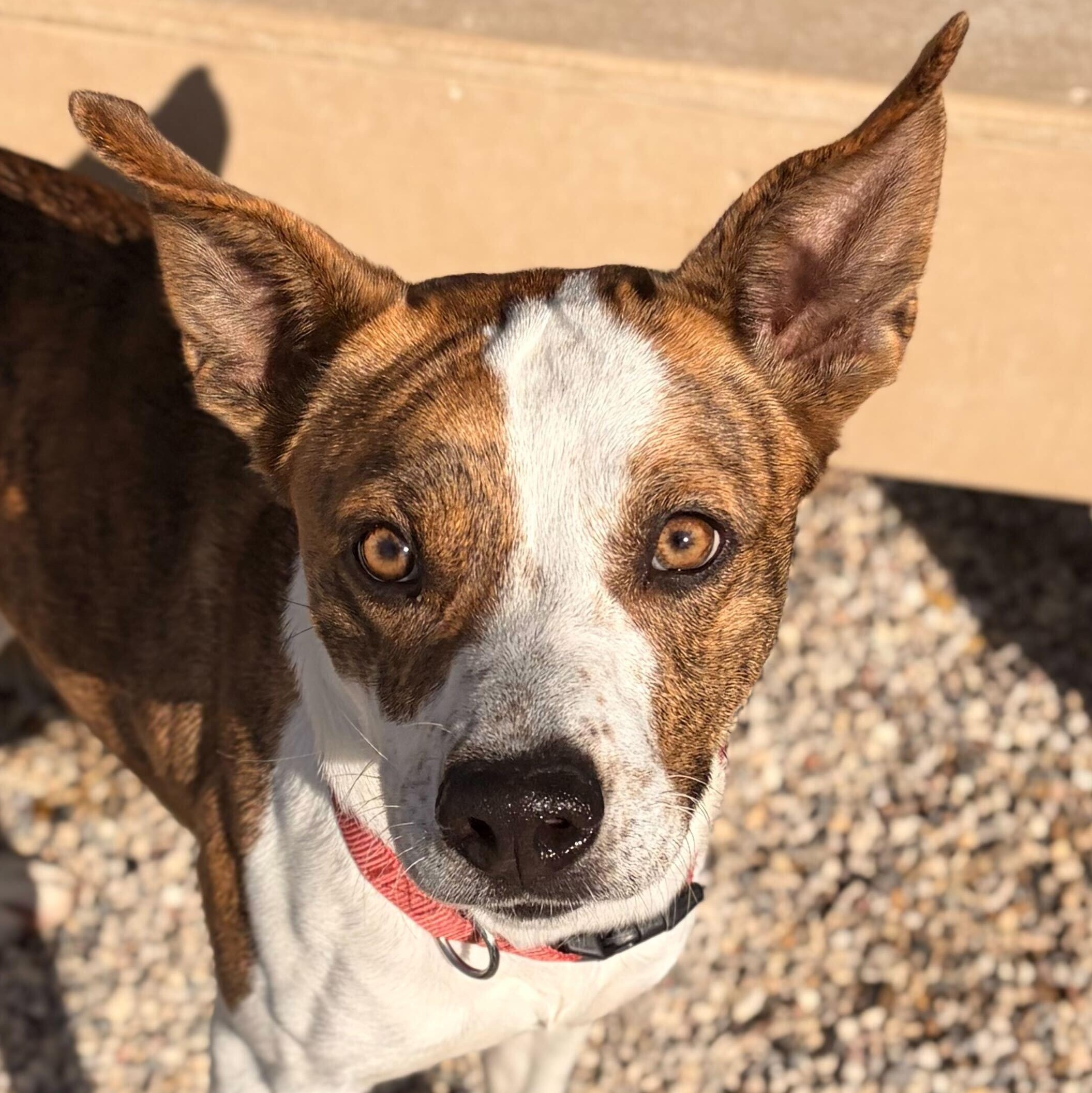 Enlarge Delta- NAME YOUR OWN ADOPTION FEE!, a Adoptable mixed breed in Jefferson, WI image 1/6