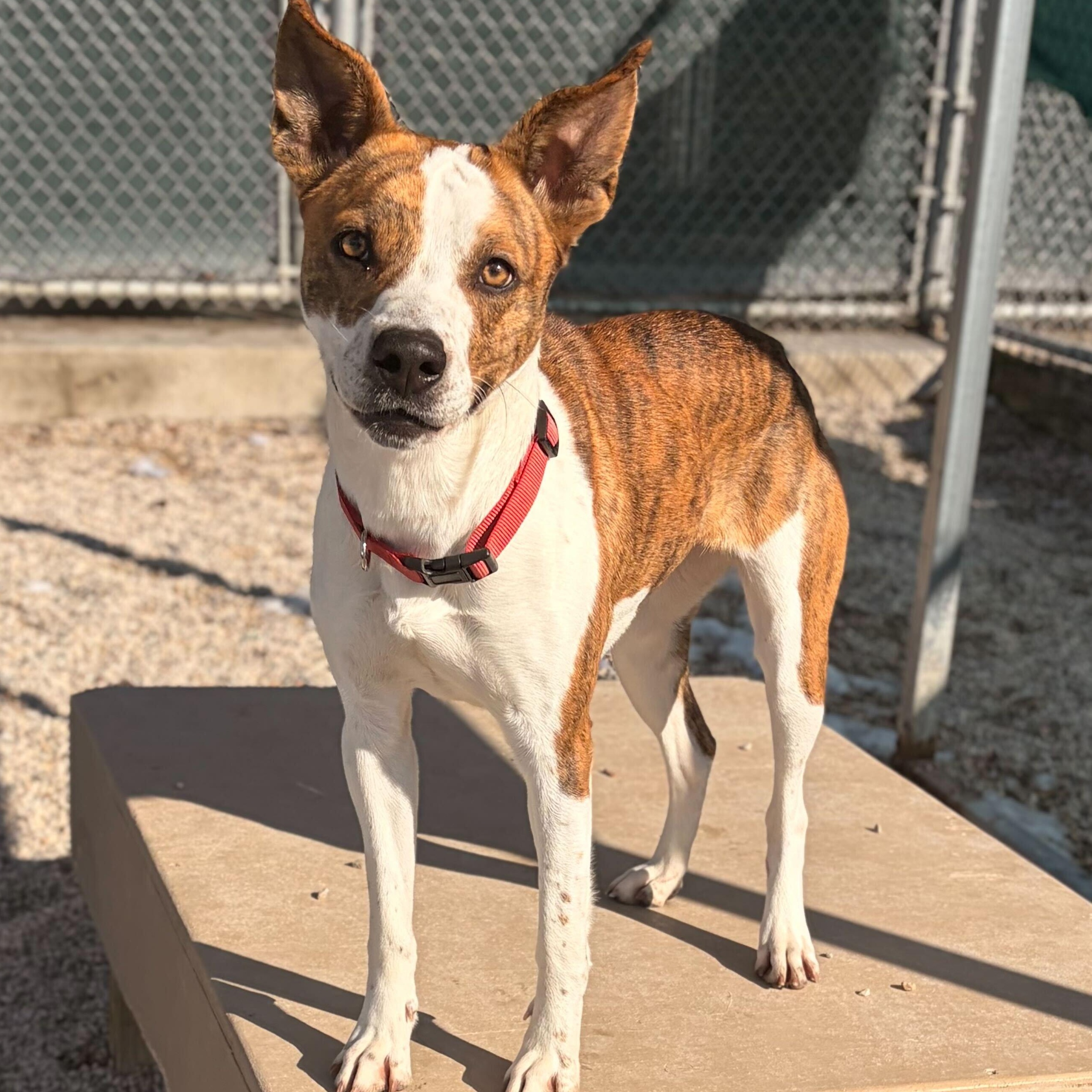 Enlarge Delta- NAME YOUR OWN ADOPTION FEE!, a Adoptable mixed breed in Jefferson, WI image 4/6