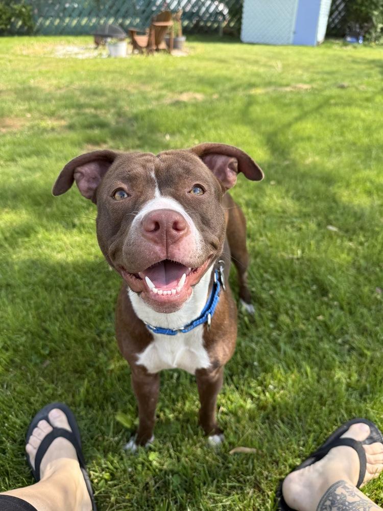 Enlarge Amelia   (Maple May 2026), a Adoptable mixed breed in Wenonah, NJ image 1/5