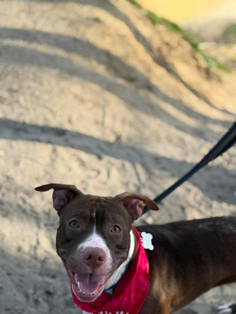 Amelia (Maple May 2026), a Adoptable mixed breed in Wenonah, NJ image 1/3