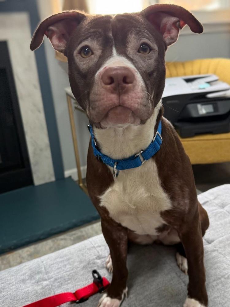 Amelia (Maple May 2026), a Adoptable mixed breed in Wenonah, NJ image 2/3