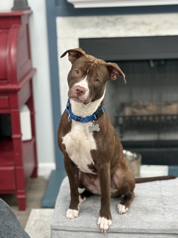 Enlarge Amelia   (Maple May 2026), a Adoptable mixed breed in Wenonah, NJ image 4/5