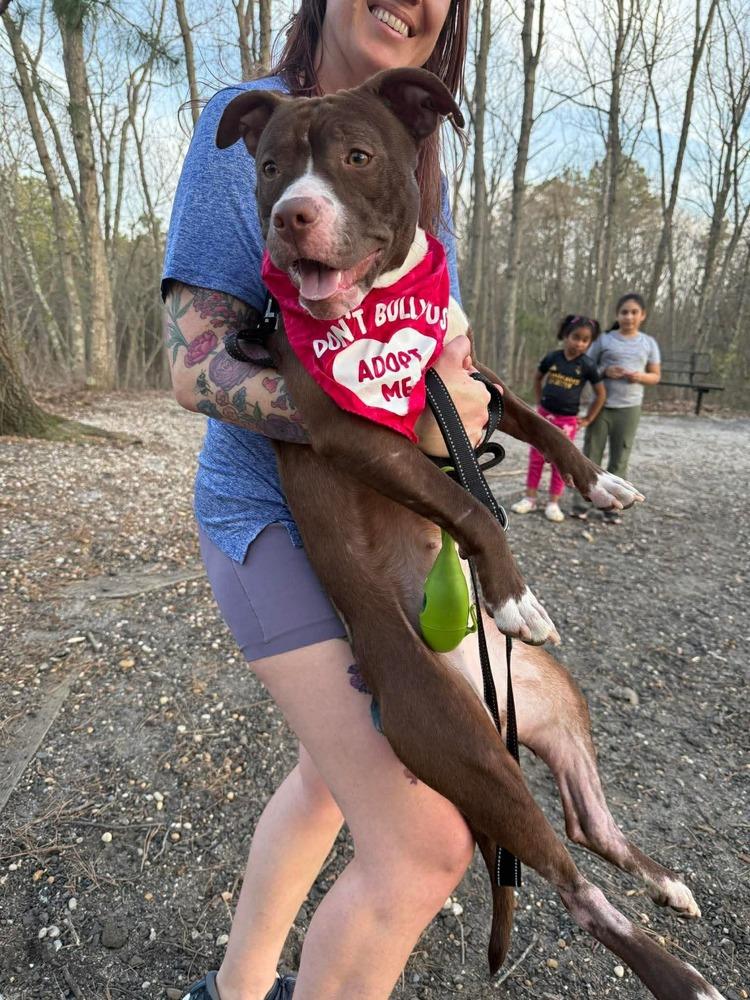 Amelia (Maple May 2026), a Adoptable mixed breed in Wenonah, NJ image 3/3