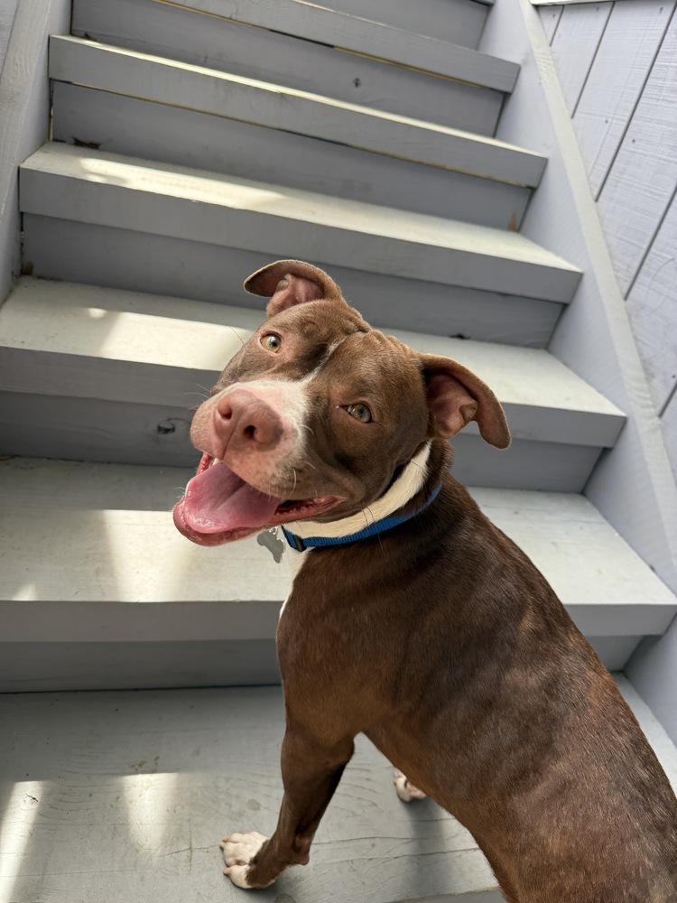 Enlarge Amelia   (Maple May 2026), a Adoptable mixed breed in Wenonah, NJ image 5/5