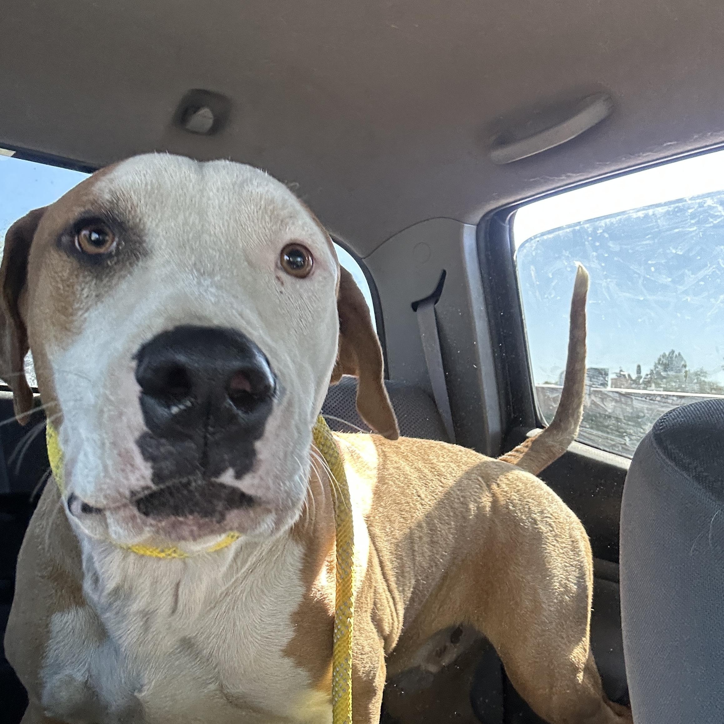 Nick Fury, Adoptable, Adult Male Basset Hound & Pit Bull Terrier.