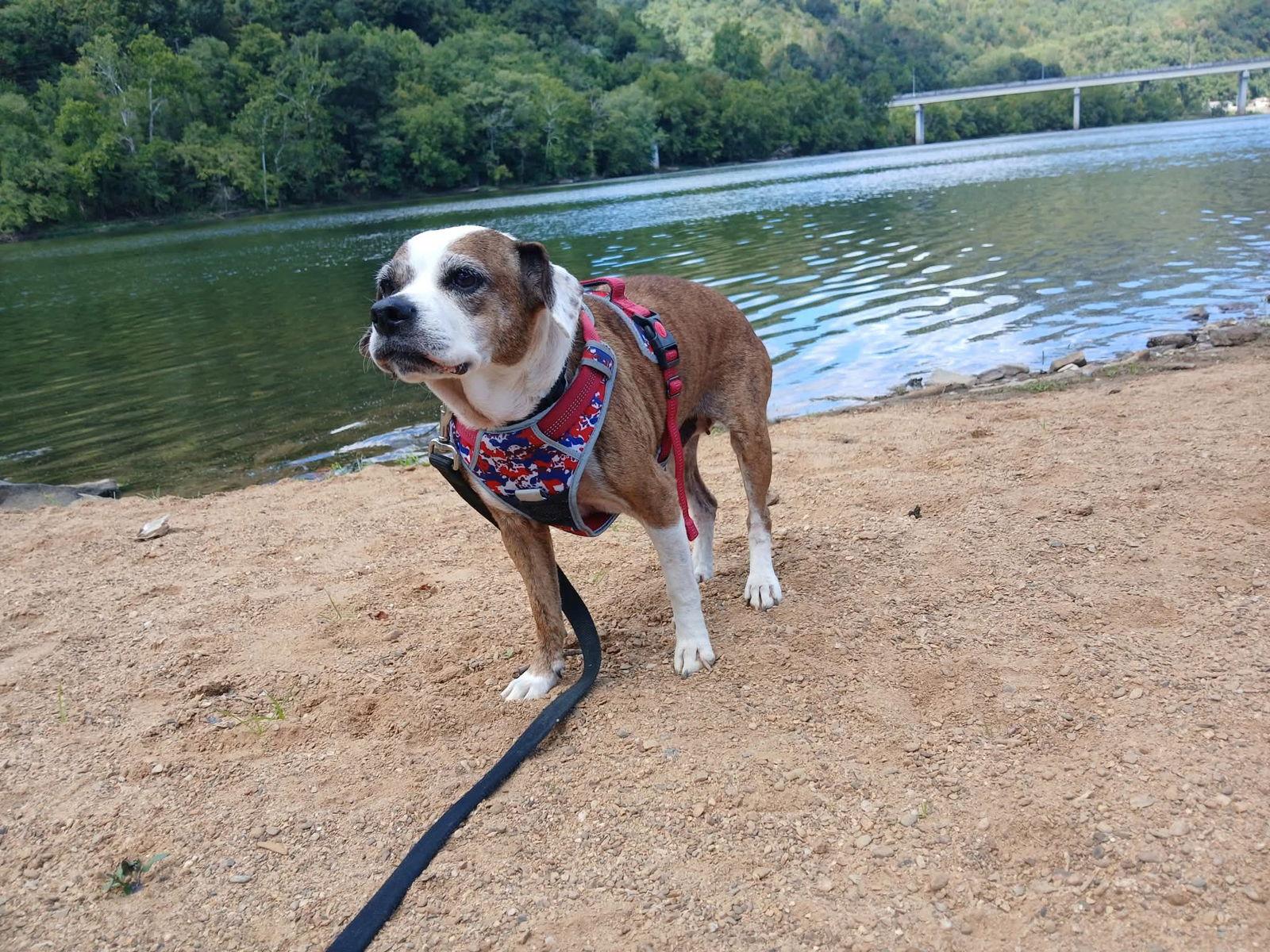 Ruby (7yo, 25lbs), Adopted, Adult Female Pug & Beagle.