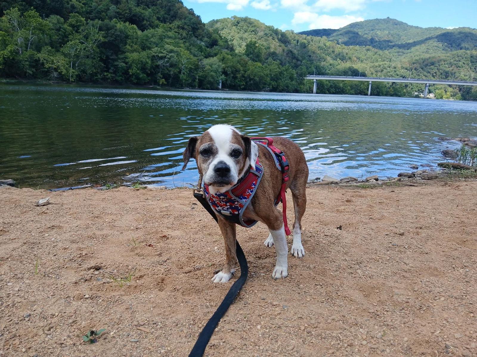 Enlarge Ruby (7yo, 25lbs), a Adopted mixed breed in Hinton, WV image 2/3