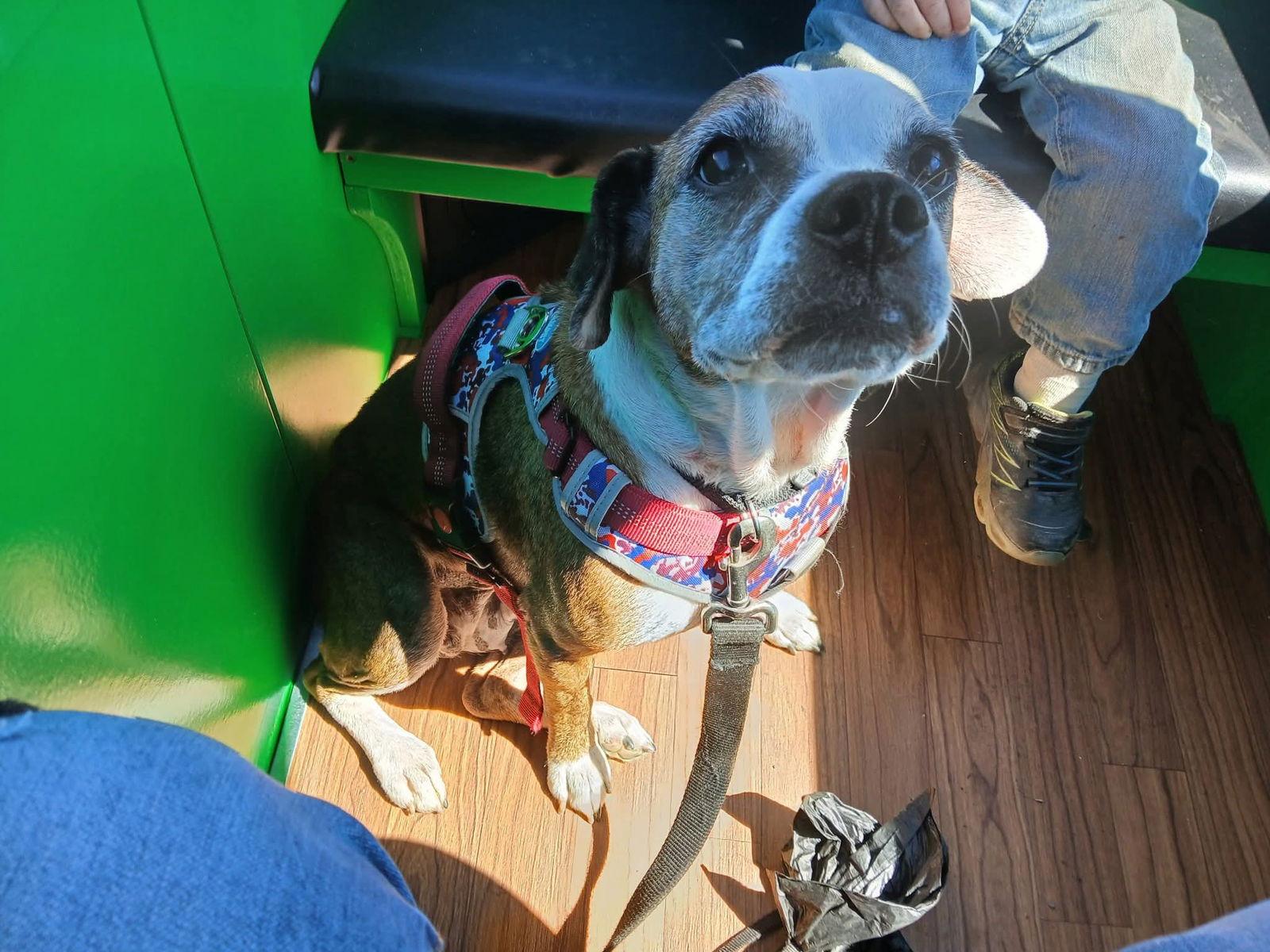 Enlarge Ruby (7yo, 25lbs), a Adopted mixed breed in Hinton, WV image 3/3