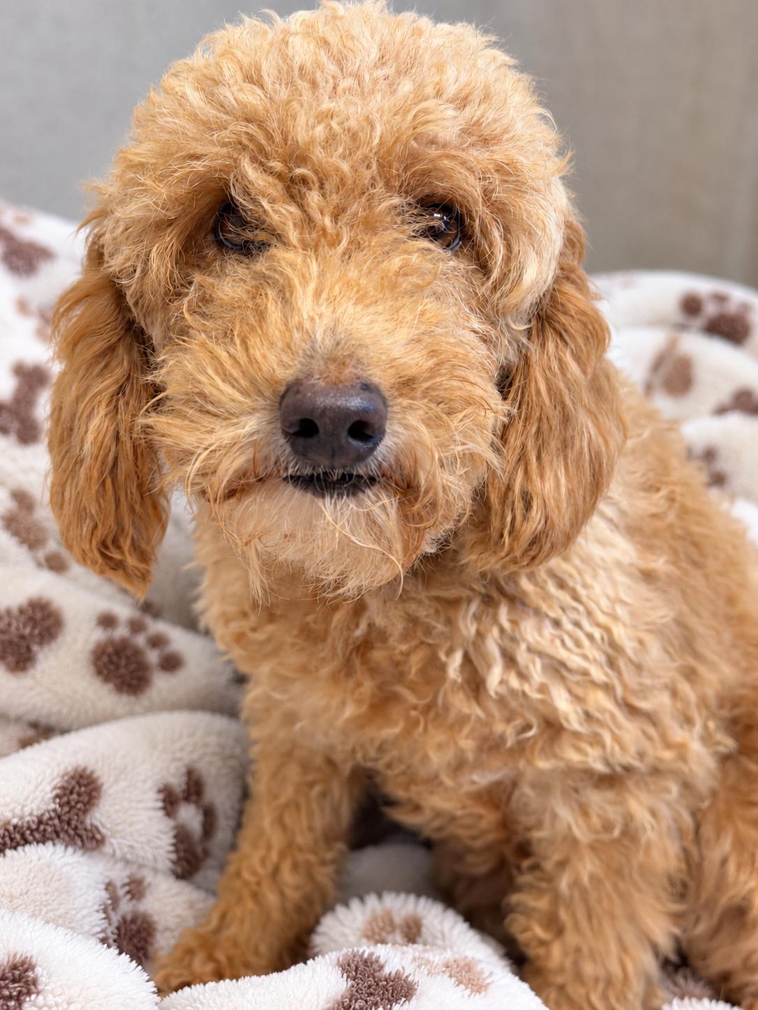 Enlarge Dandy, a Adoptable Goldendoodle in Sugar Grove, IL image 1/2