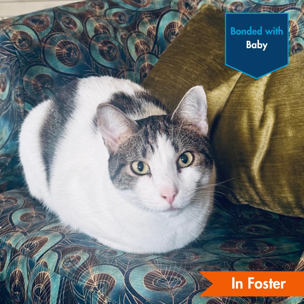 Enlarge Snickers, a Adoptable Domestic Short Hair in Baltimore, MD image 1/3