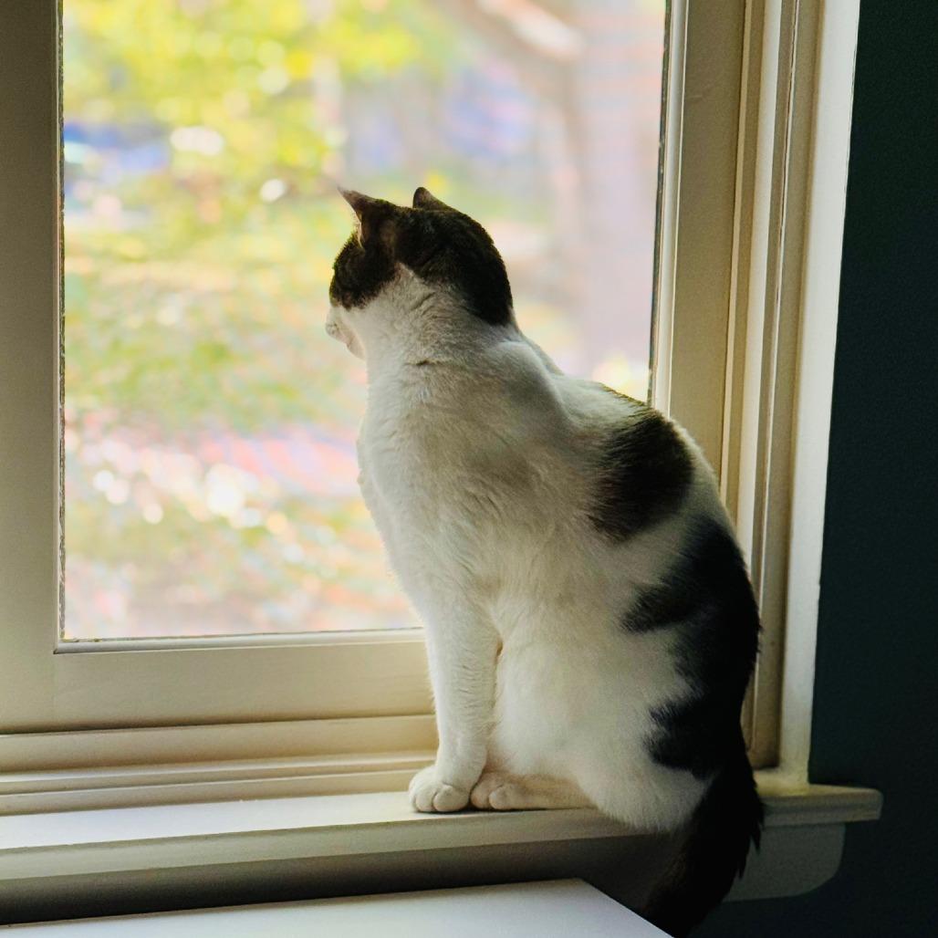 Enlarge Snickers, a Adoptable Domestic Short Hair in Baltimore, MD image 2/3