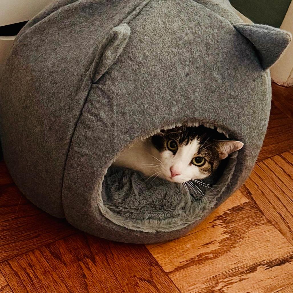 Enlarge Snickers, a Adoptable Domestic Short Hair in Baltimore, MD image 3/3