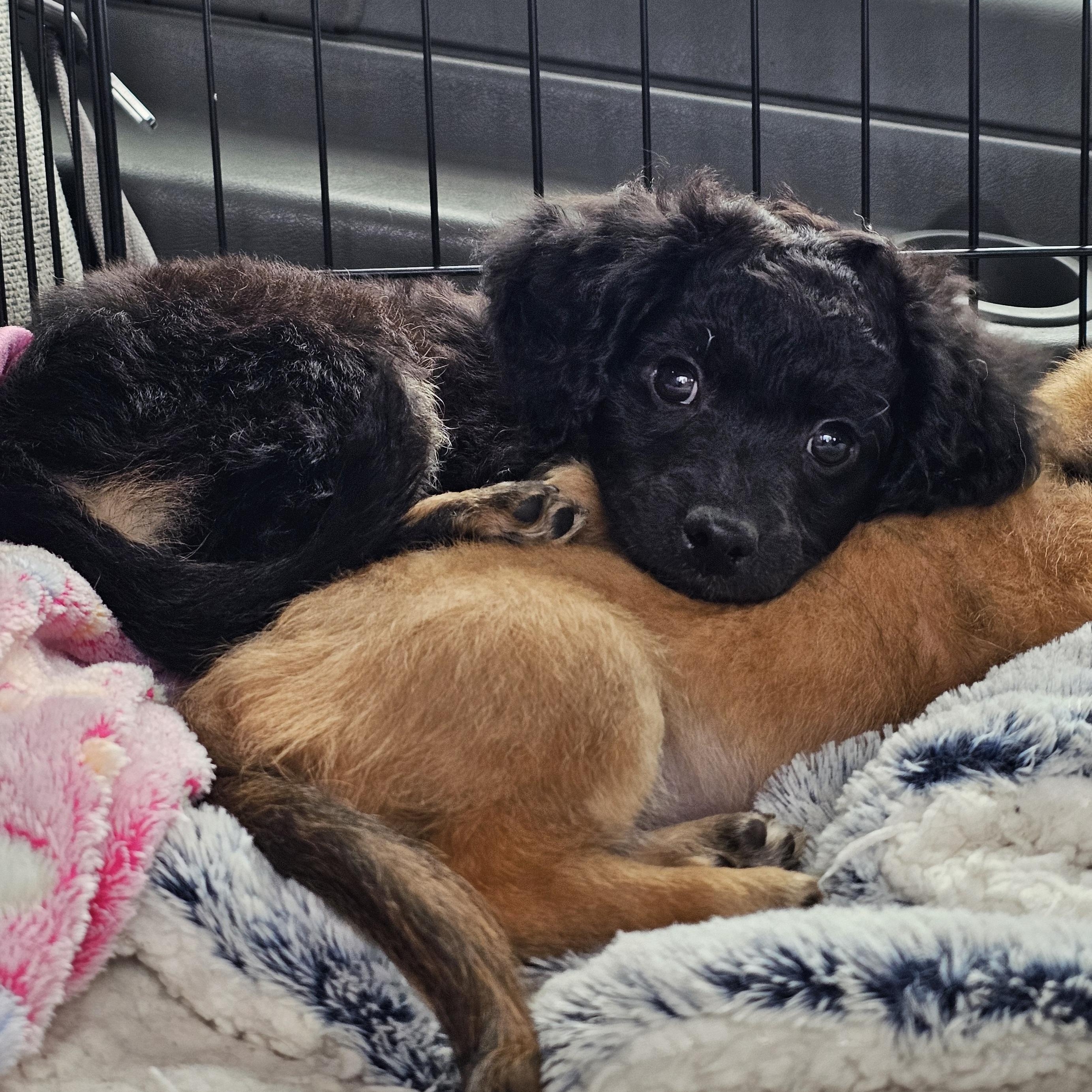 Oso, Adoptable, Puppy Male Terrier & Cocker Spaniel.