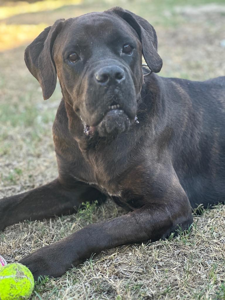 Audelia, Adoptable, Adult Female Mixed Breed.