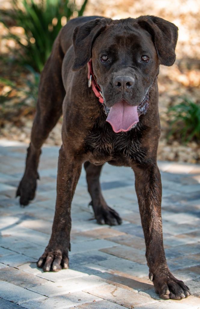 Audelia, a Adoptable Mixed Breed in Ocala, FL image 2/2