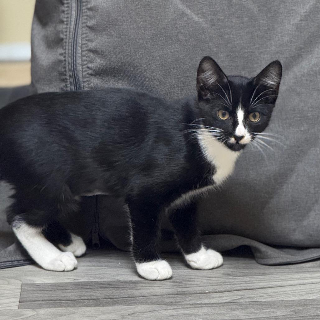 Sol (Booger Kitten 3), Adoptable, Kitten Male Domestic Short Hair.