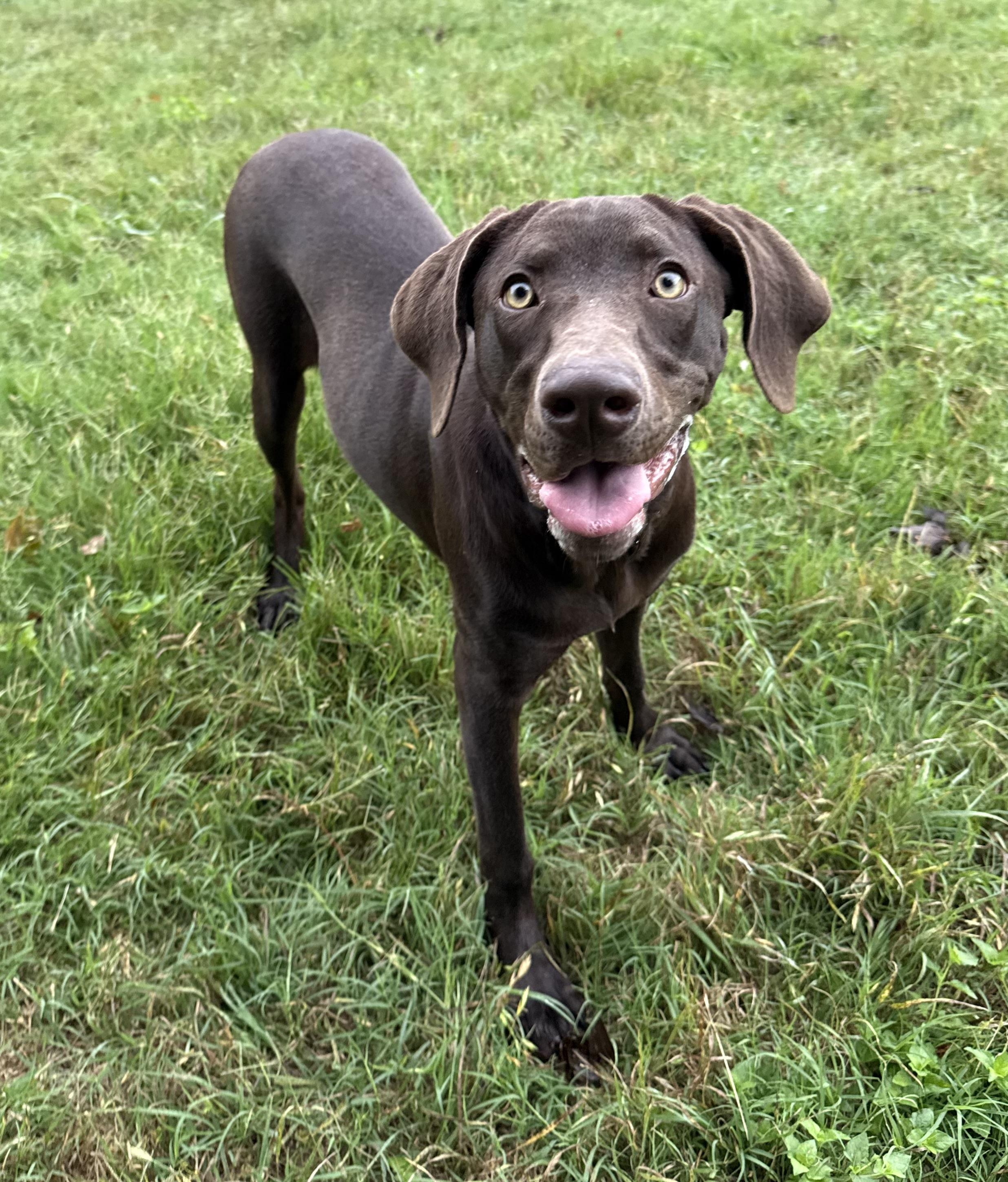 Wynona, Young Female Weimaraner