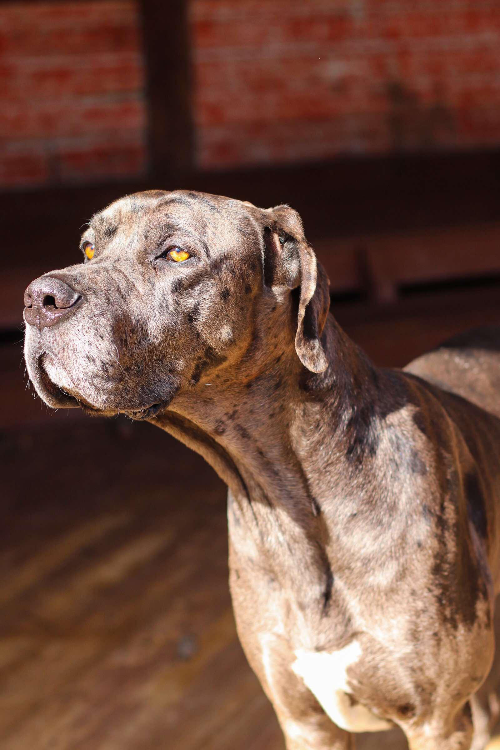 Rogue, a Adoptable Great Dane in Toledo, OH image 2/3
