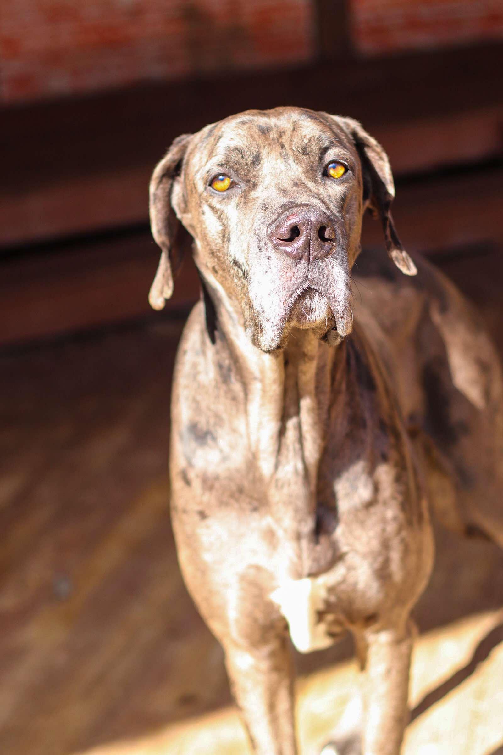 Rogue, a Adoptable Great Dane in Toledo, OH image 3/3