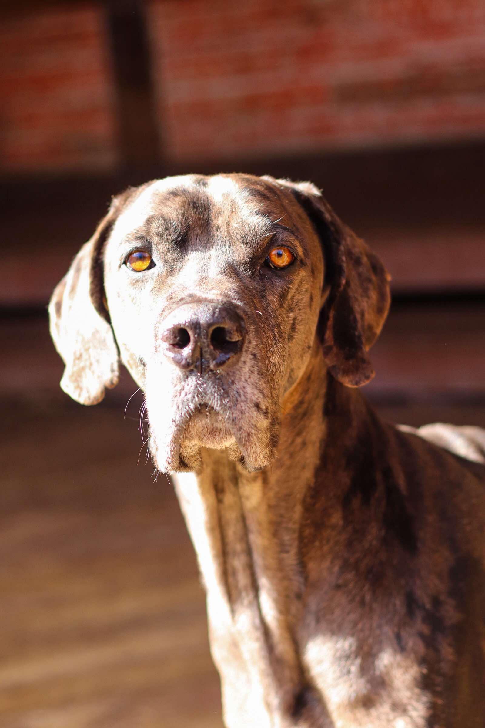 Rogue, a Adoptable Great Dane in Toledo, OH image 1/3