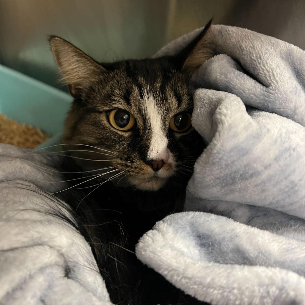 Deedee, a Adoptable Domestic Medium Hair in Abbotsford, BC image 1/3