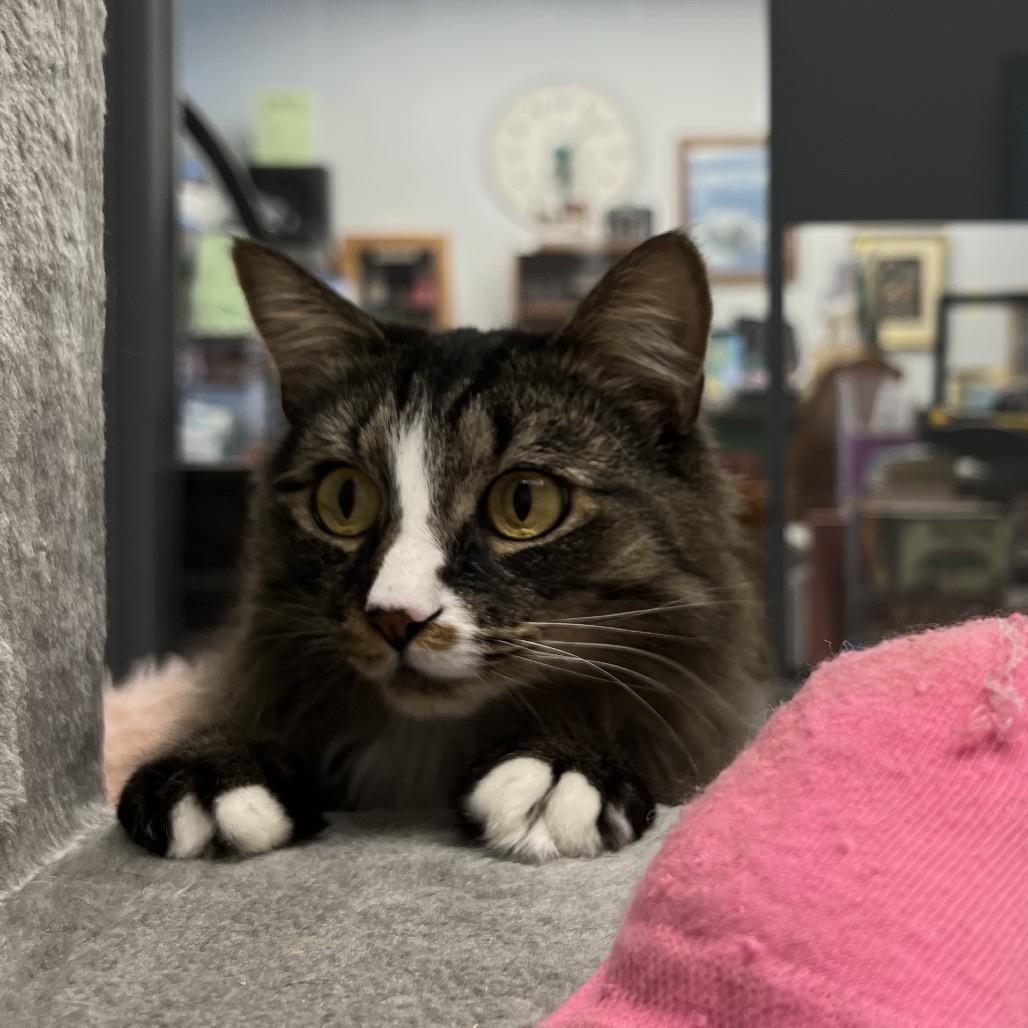 Deedee, a Adoptable Domestic Medium Hair in Abbotsford, BC image 2/3