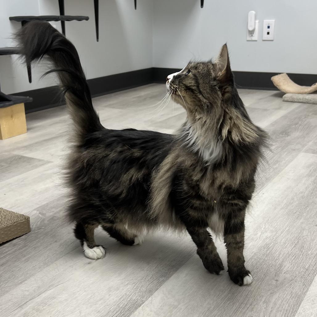 Deedee, a Adoptable Domestic Medium Hair in Abbotsford, BC image 3/3