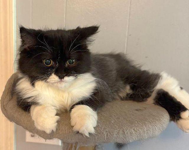 KEITHA, Adoptable, Kitten Female Persian.