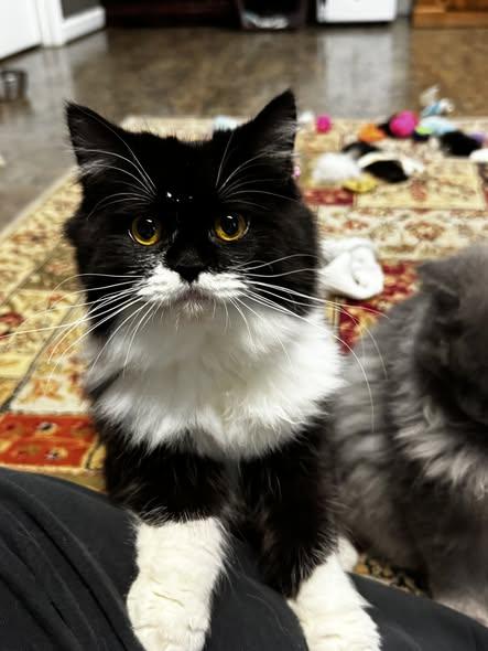 Enlarge KEITHA, a Adoptable Persian in Powder Springs, GA image 2/3