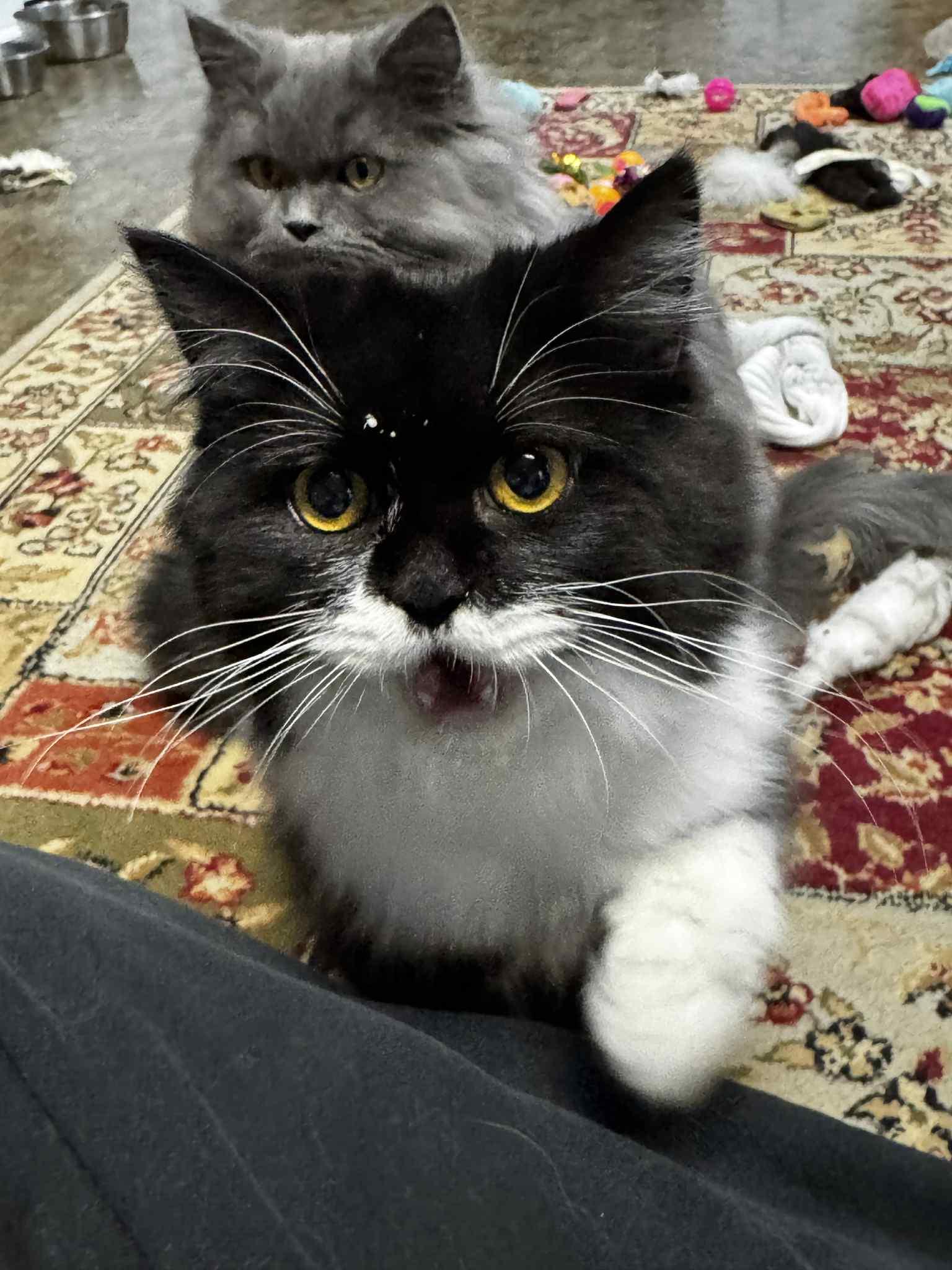 Enlarge KEITHA, a Adoptable Persian in Powder Springs, GA image 3/3