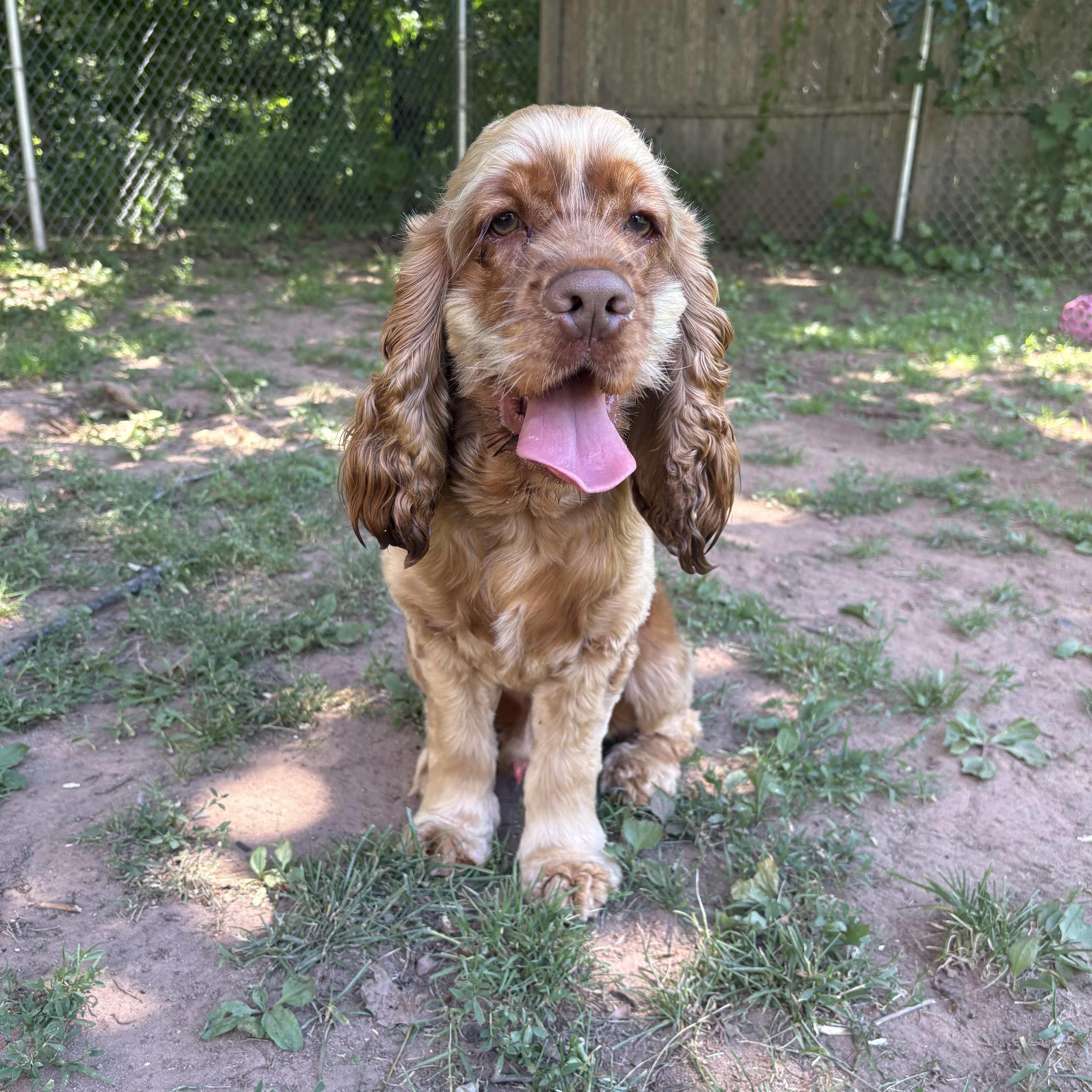 Maxim, adopted, Young Male Cocker Spaniel.