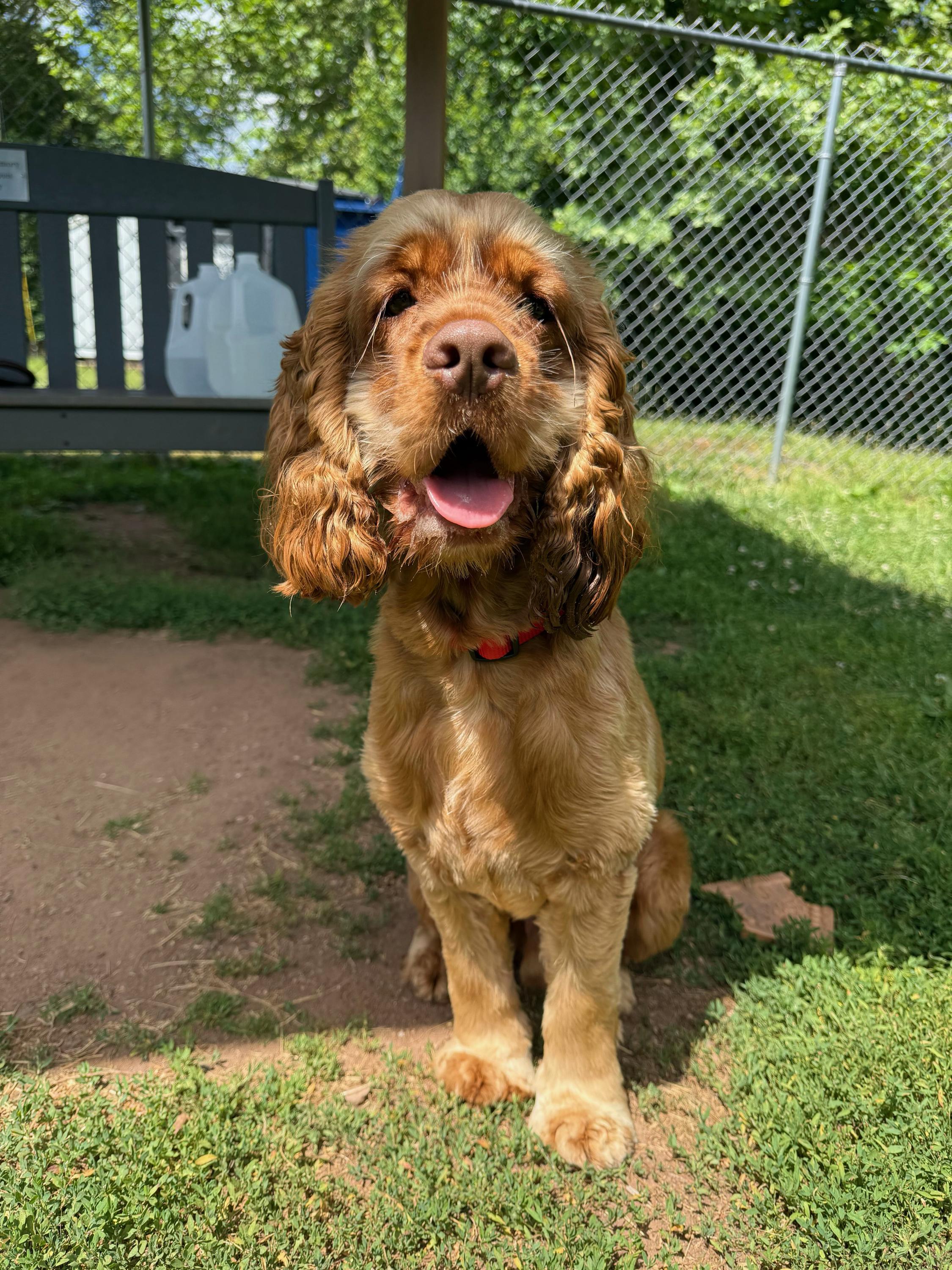 Maxim, an adopted Cocker Spaniel in North Haven, CT image 2/4