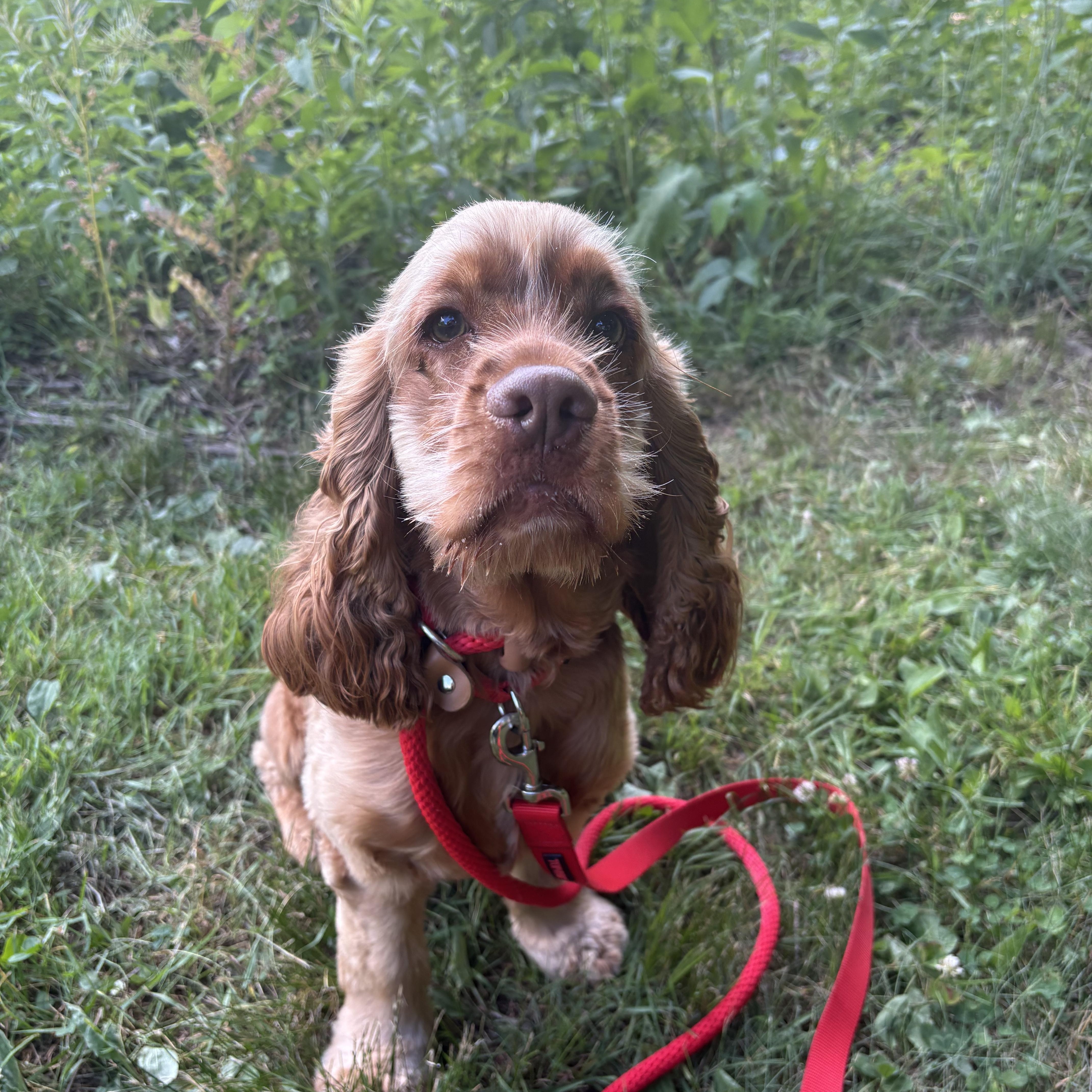 Maxim, an adopted Cocker Spaniel in North Haven, CT image 4/4