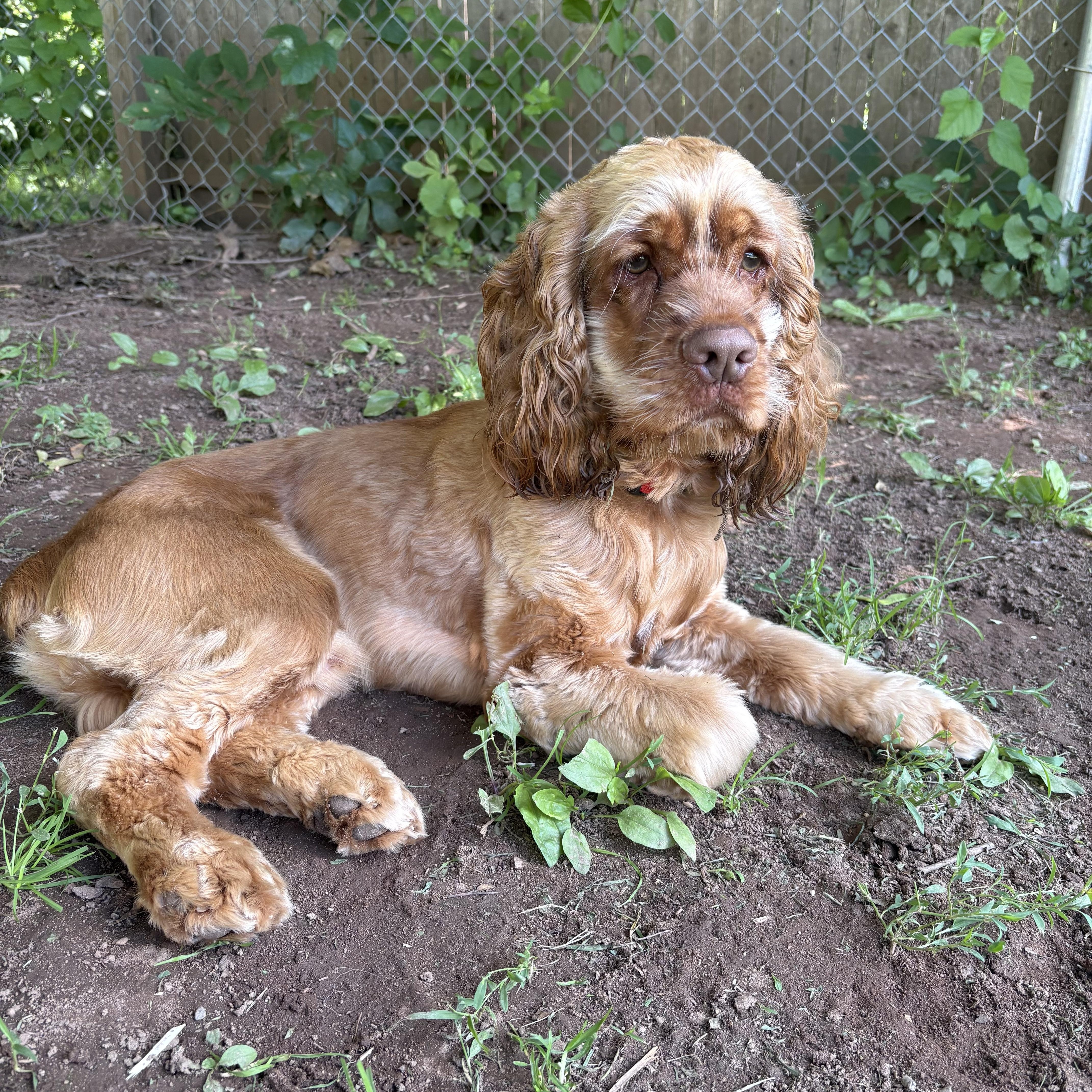 Maxim, an adopted Cocker Spaniel in North Haven, CT image 3/4